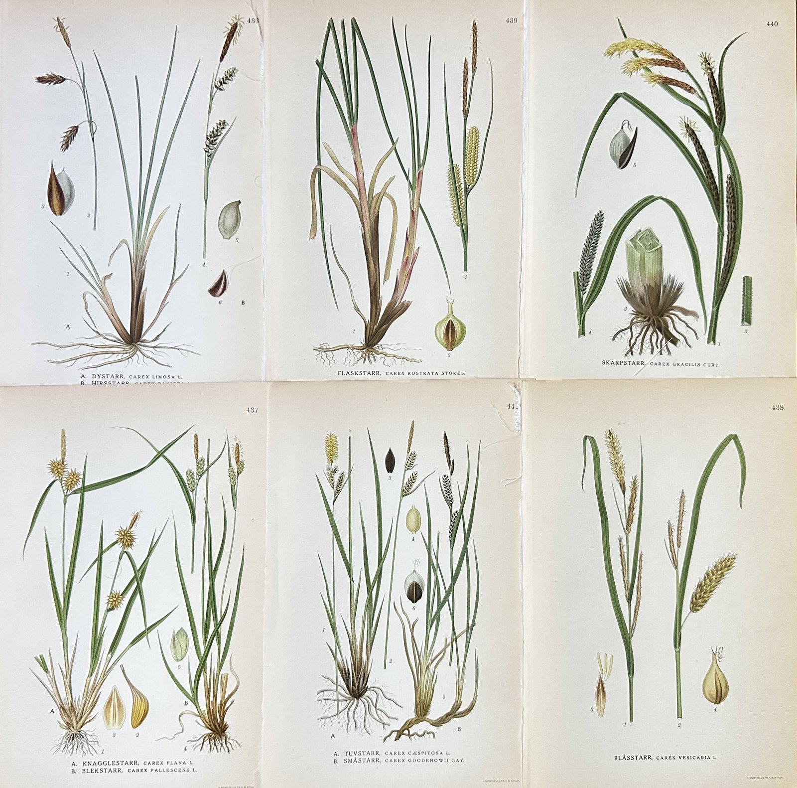 Carl Lindman – Set of 6: Swedish and Nordic Sedge Plants (Carex Species) – Chromolithograph: This is a matched set of six chromolithographs illustrating various species of Swedish and Nordic sedges (plants of the genus Carex). The prints originate from Carl Lindman's comprehensive botanical w