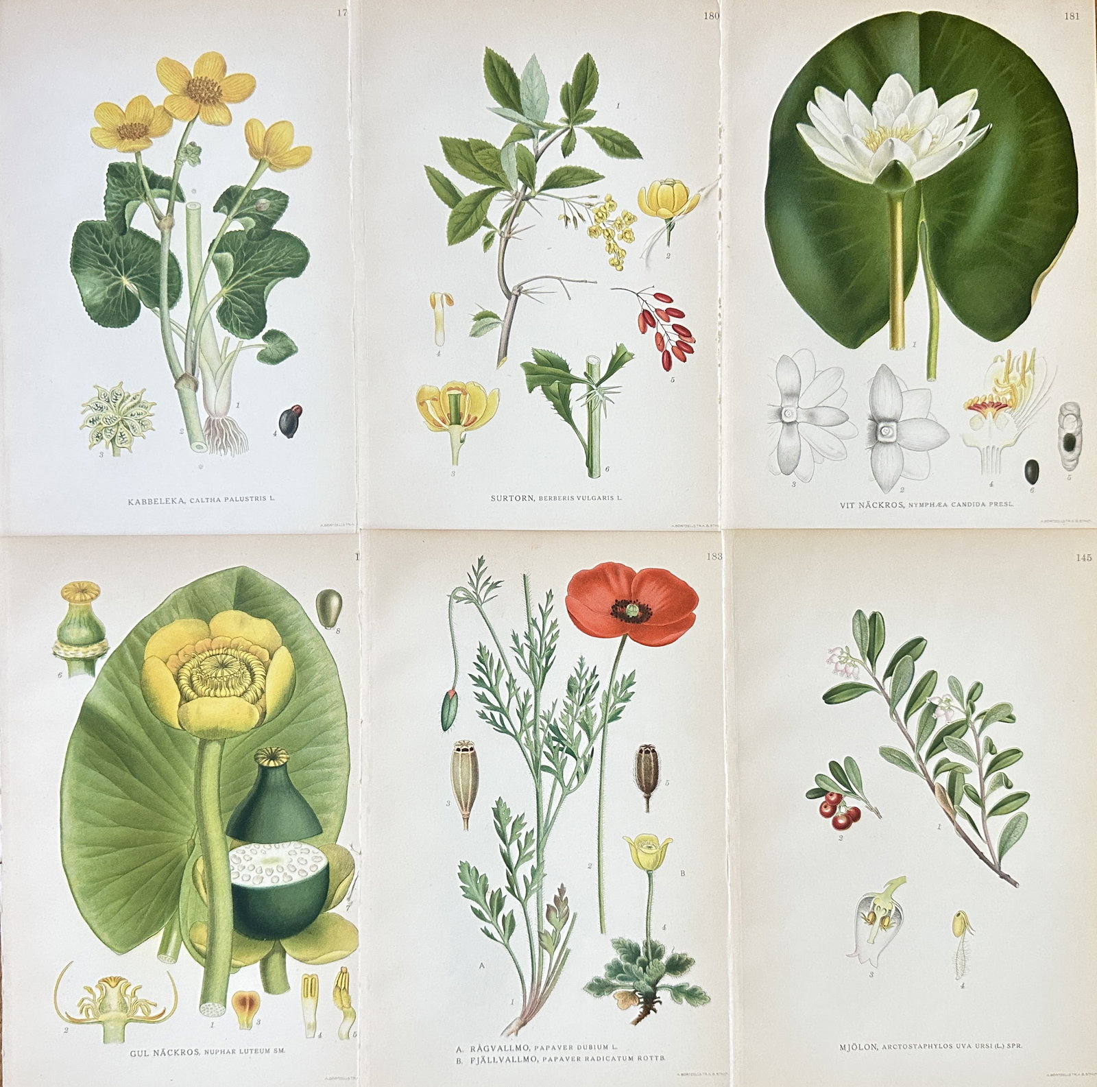 Carl Lindman – Set of 6: Swedish and Nordic Wildflowers, Berries, and Water Lilies –: This is a matched set of six chromolithographs illustrating various species of colorful Swedish and Nordic flora, including bog plants, wildflowers, and aquatic species. The prints originate from Carl