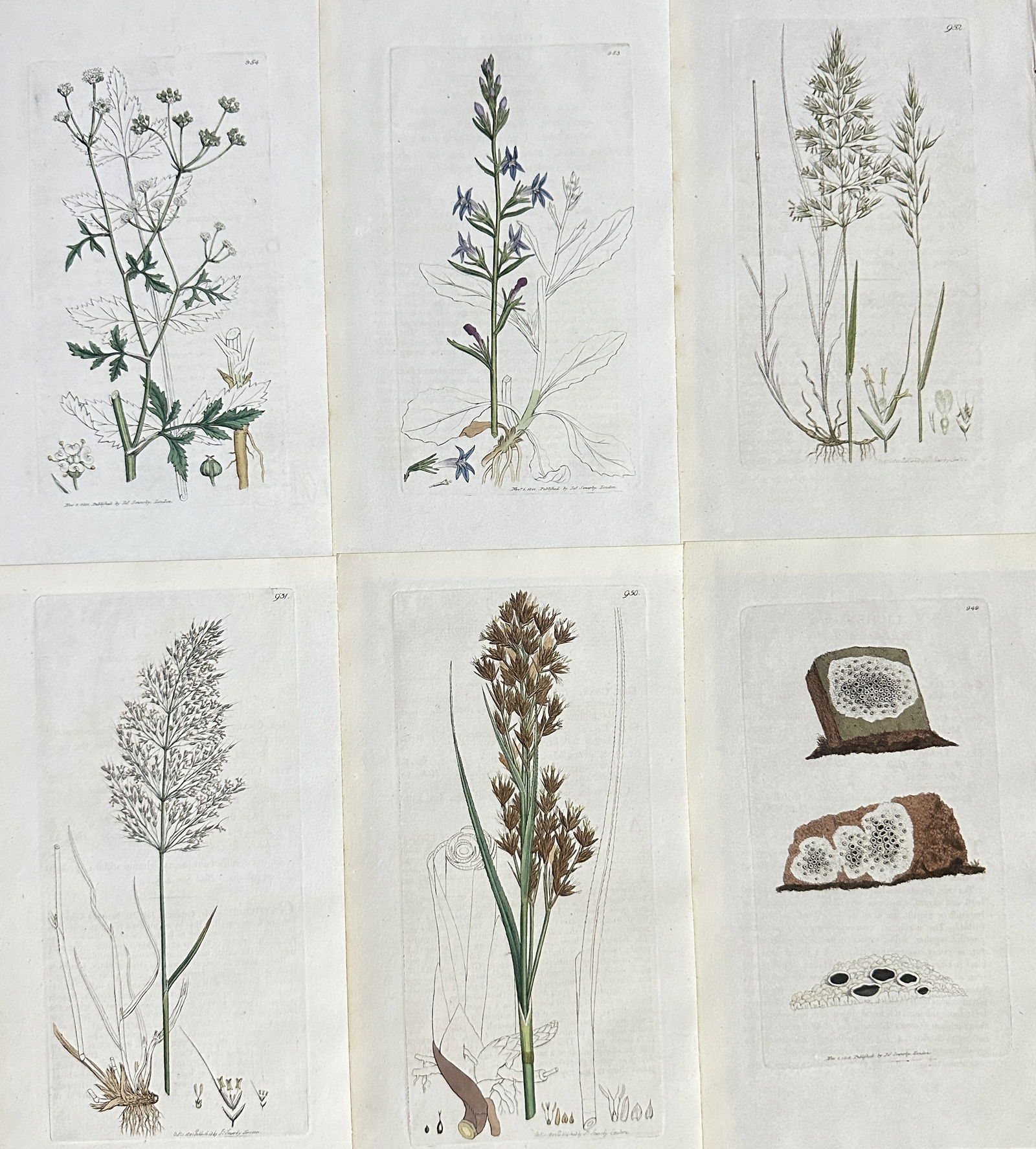 James Sowerby – Set of 6: British Flora (Wildflowers, Grasses, and Lichens) – Hand-coloured (1 of 2)