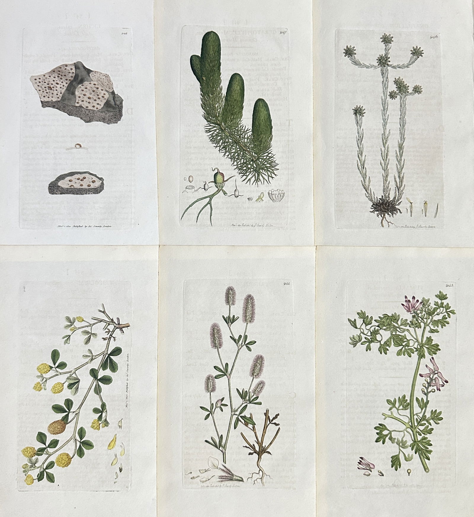 James Sowerby – Set of 6: British Flora (Wildflowers, Succulents, and Lichens) – Hand-coloured (1 of 2)