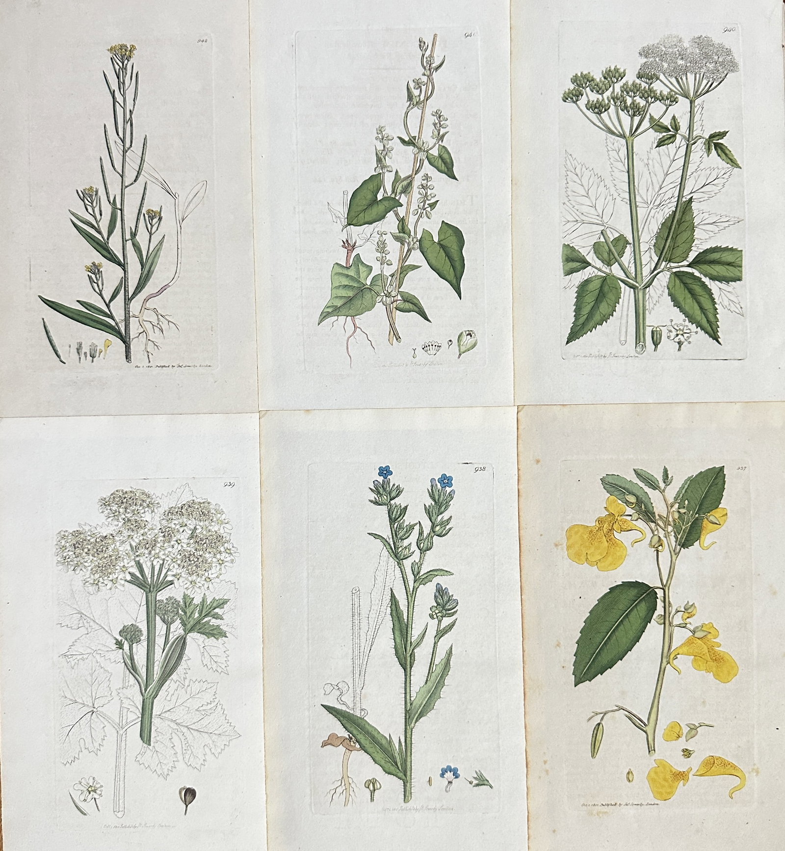 James Sowerby – Set of 6: British Flora (Mustard, Forget-Me-Nots, and Water Plants): This is a matched set of six hand-coloured botanical plates illustrating various species of British flora, primarily wildflowers and herbaceous plants. The prints feature detailed scientific studies o
