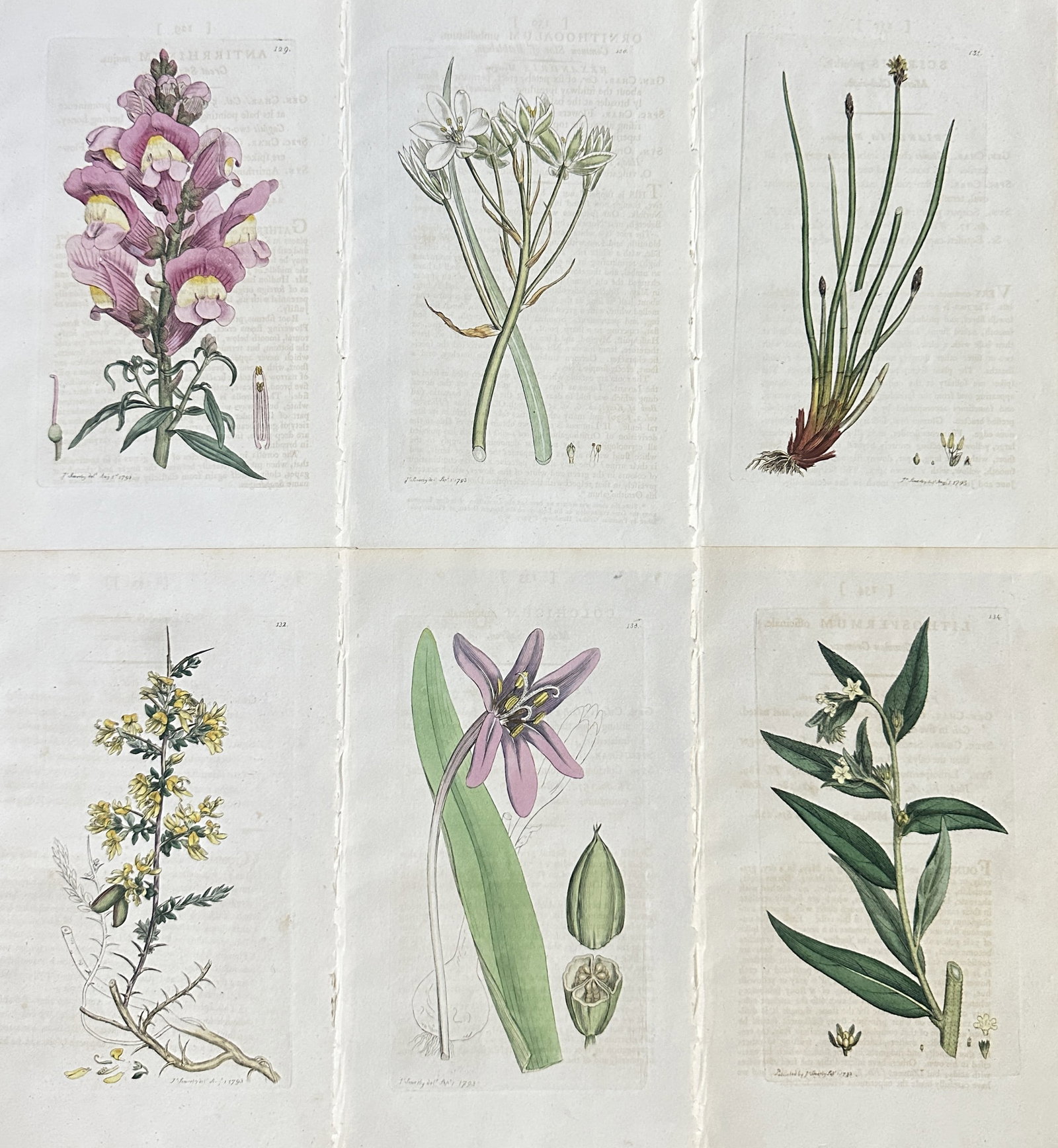 James Sowerby – Set of 6: British Flora (Snapdragon, Onion, and Wildflowers) – Hand-coloured: This is a matched set of six hand-coloured botanical plates illustrating various species of British flora, including garden and wild plants. The prints feature detailed scientific studies of: a tall p