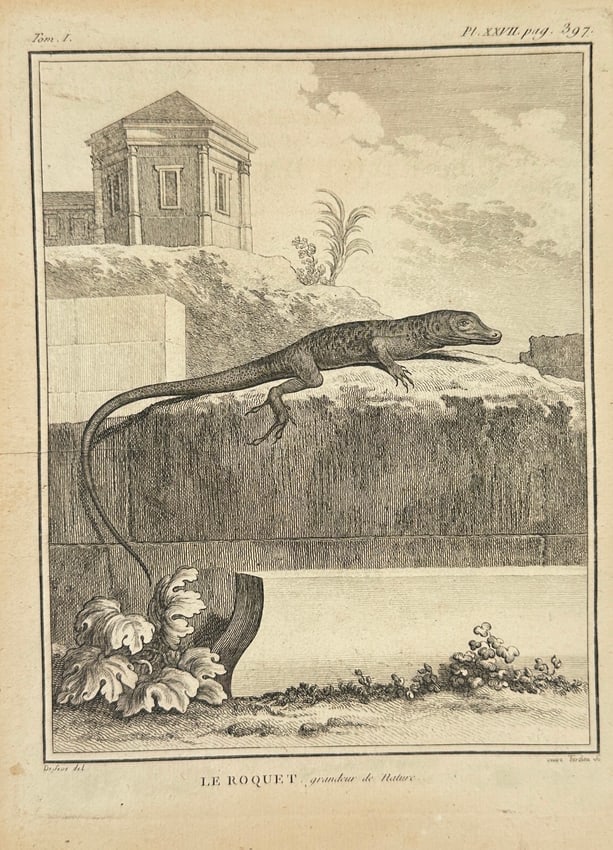 Georges-Louis Leclerc, Comte de Buffon – Le Roquet, Grandson du Lézard: This engraving depicts Le Roquet, described as a “grandson of the lizard,” shown walking along an architectural ledge in a classical landscape. The figure of the reptile is rendered with fine 