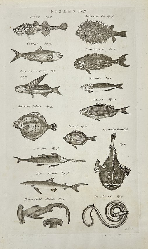 Isaac Taylor (1730–1807) – Fishes Table II – Engraving (circa 1780): This detailed engraving, titled "FISHES Tab. II." (Fishes Table II), was designed and engraved by Isaac Taylor. The print meticulously illustrates various species of fish, each numbered and identified