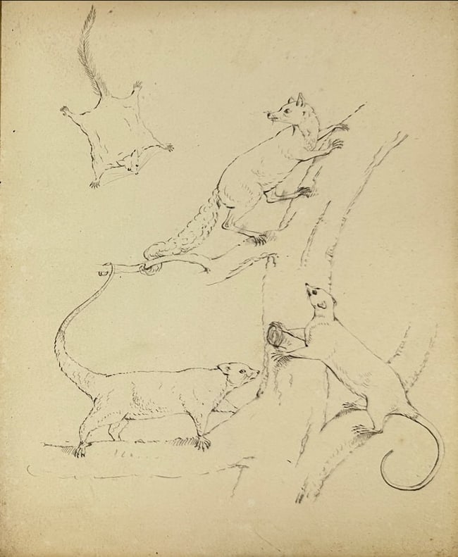 Unknown – Zoological Ink Study of Arboreal and Gliding Mammals – Ink Drawing: This 19th-century ink drawing features a series of small arboreal mammals, possibly lemurs or primates, rendered in naturalistic climbing, perching, and gliding poses. One figure notably resembles a f