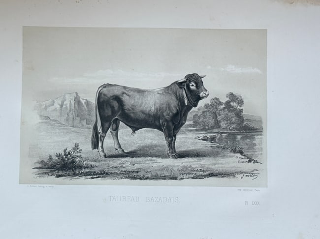 Émile Baudement (1819–1886) – Taureau Bazadais (Bazadaise Bull) – Lithograph: This detailed 19th-century lithograph illustrates a "TAUREAU BAZADAIS" (Bazadaise Bull). The bull is depicted in profile, showcasing its robust physique, prominent horns, and a bell around its neck, s