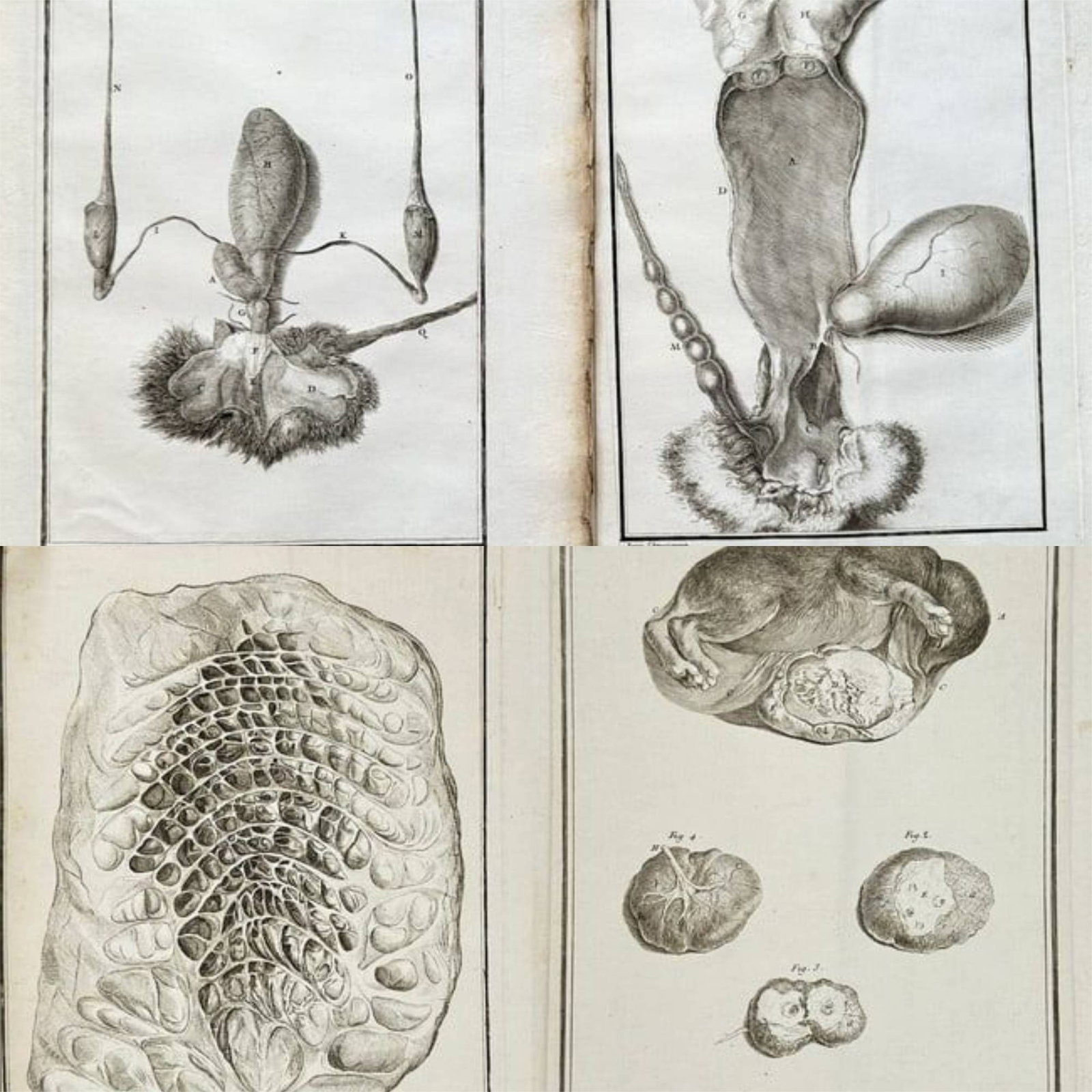 Georges-Louis Leclerc, Comte de Buffon – Set of 4: Zoological and Comparative Anatomical: This collection presents a pair of printed maps produced by the National Geographic Society, an authoritative source for geographic documentation in the 20th century. The set includes a large, folding
