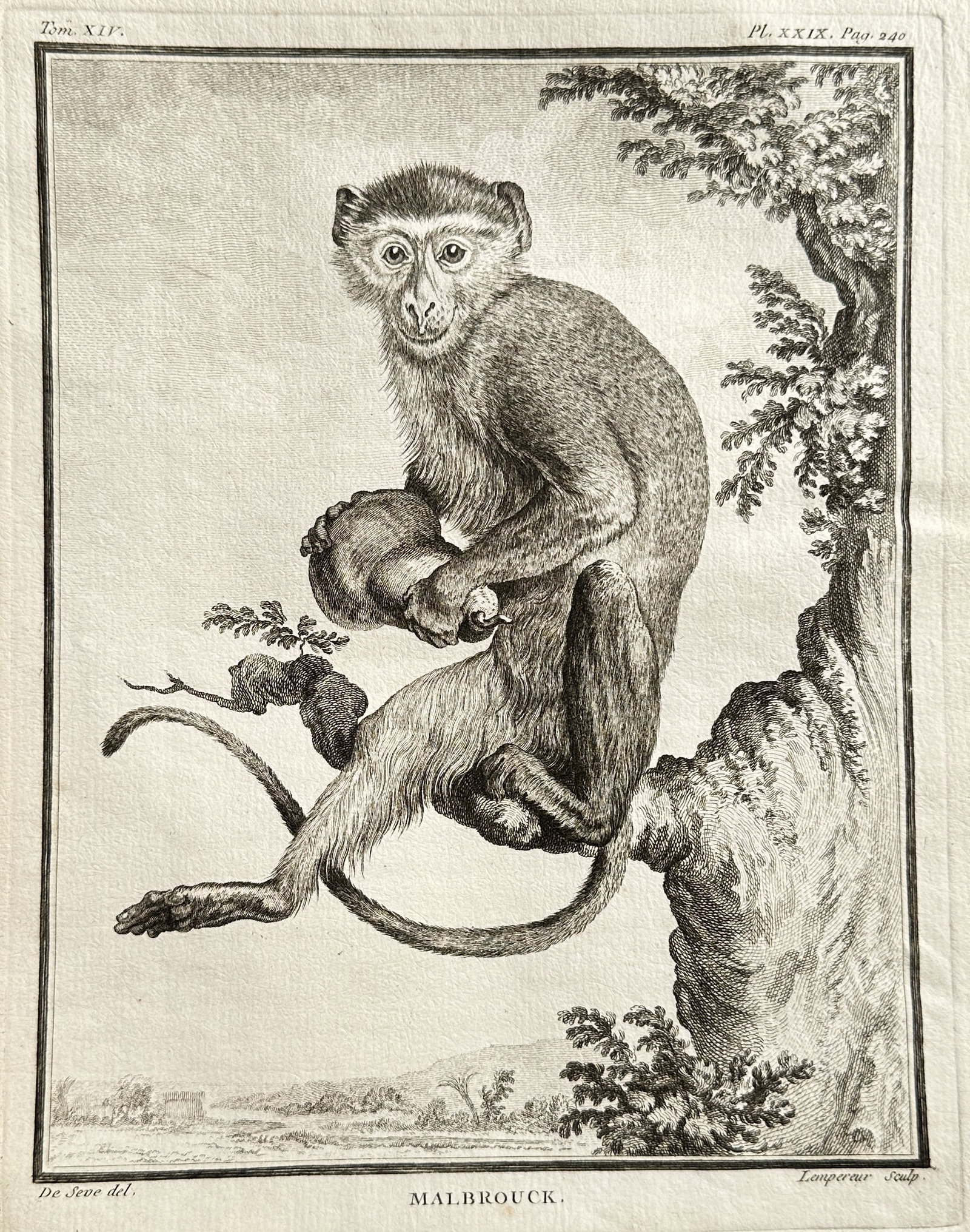 Georges-Louis Leclerc, Comte de Buffon – The Malbrouck Monkey – Engraving (Circa 1750–1780): This detailed engraving, titled MALBROUCK, depicts a Malbrouck monkey (a species of Old World monkey, Chlorocebus cynosuros) perched on a tree limb within a naturalistic landscape setting. The print P