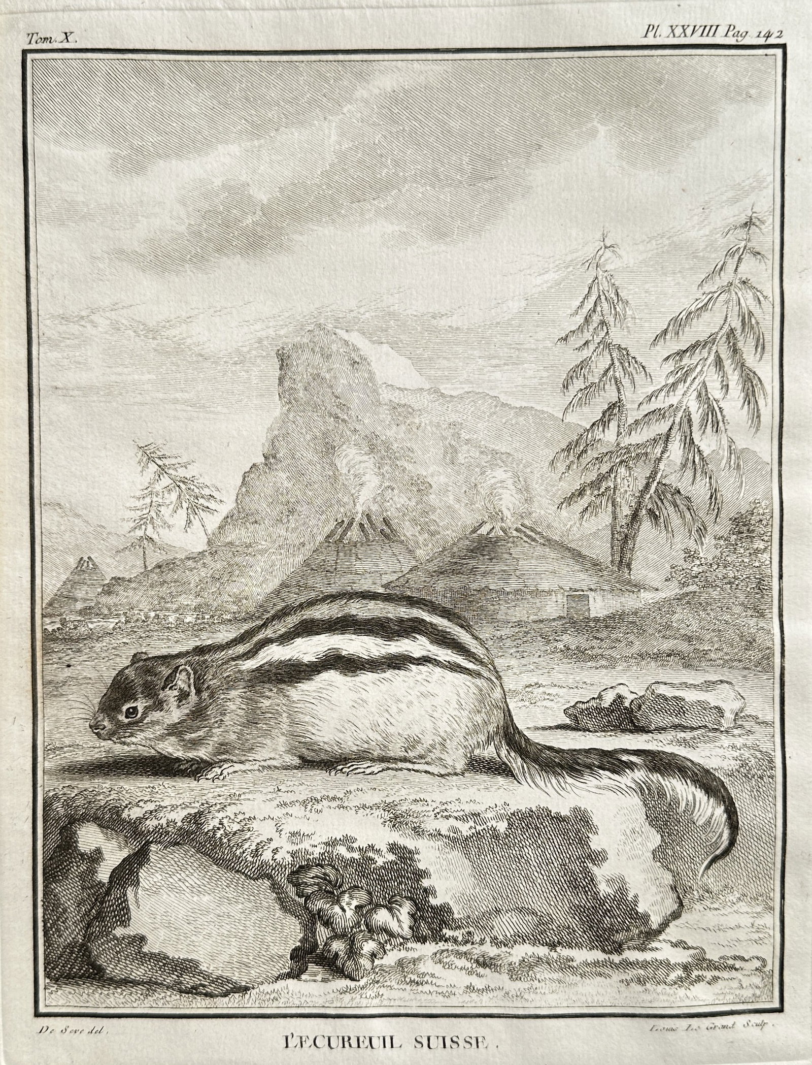 Georges-Louis Leclerc, Comte de Buffon – The Swiss Squirrel – Engraving (Circa 1750–1780): This engraving, titled The Swiss Squirrel, depicts a striped ground squirrel or chipmunk in a detailed alpine landscape setting. The print is XXXIII from Volume X of the celebrated natural history ser