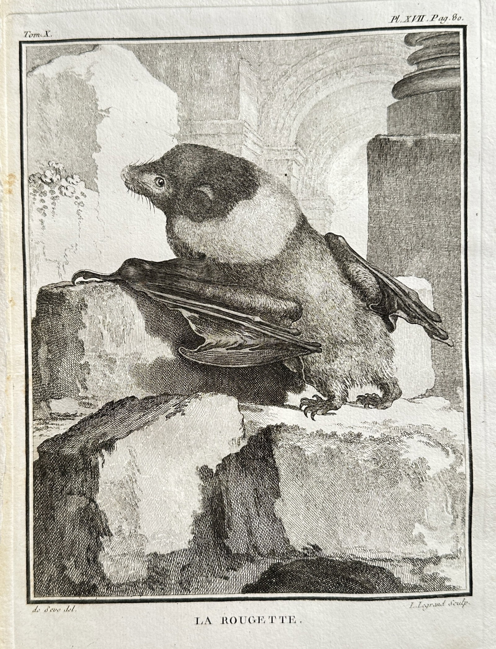 Georges-Louis Leclerc, Comte de Buffon – The Rougette – Engraving (Circa 1750–1780): This engraving, titled The Rougette, depicts a large-eyed bat species resting on a stack of rough-hewn stones, rendered with distinctive light and dark shading on its head and body. The illustration i
