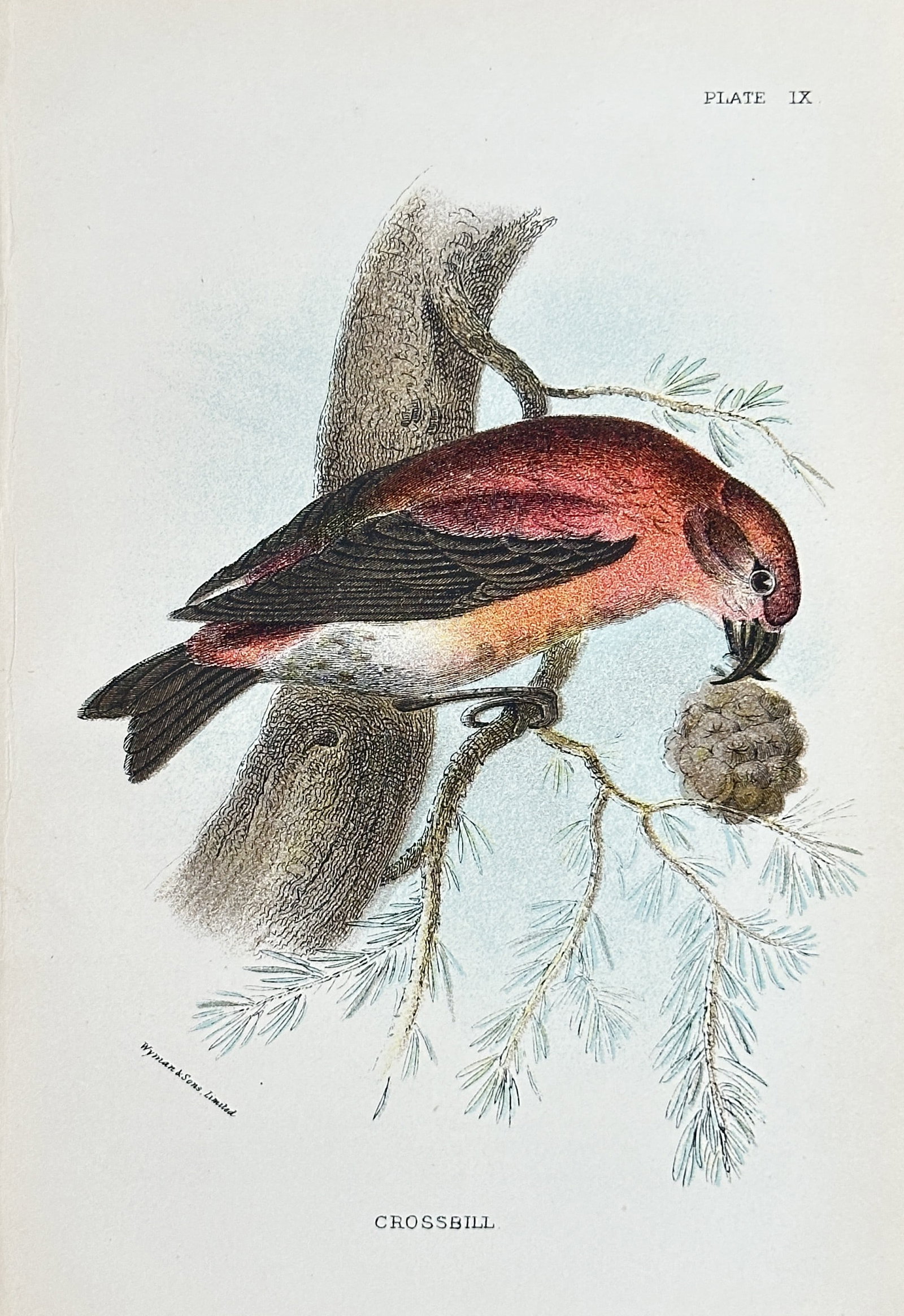 Wilhelm von Wright (1810–1887) – Common Crossbill (Loxia curvirostra) – Chromolithograph: This chromolithograph depicts a male Common Crossbill (Loxia curvirostra), shown perched on a pine branch and feeding on a cone, which highlights the bird's distinctive crossed beak used for extractin
