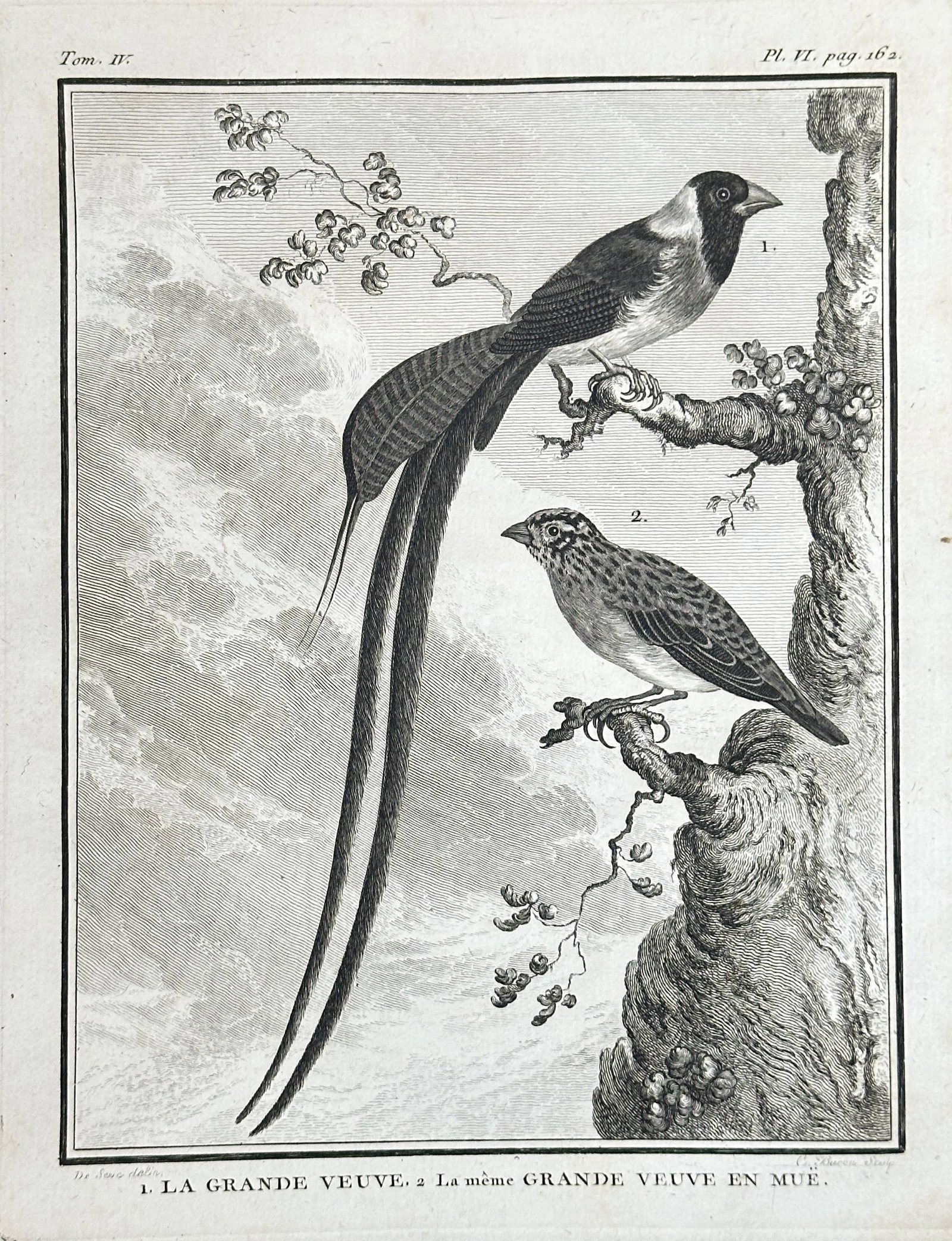Georges-Louis Leclerc, Comte de Buffon – The Grand Widowbird (Euplectes progne), Male in Breeding: This black and white engraving illustrates two variations of the Grand Widowbird (La Grande Veuve), often identified as the Long-tailed Widowbird: a male in full breeding plumage (1), with a short bod