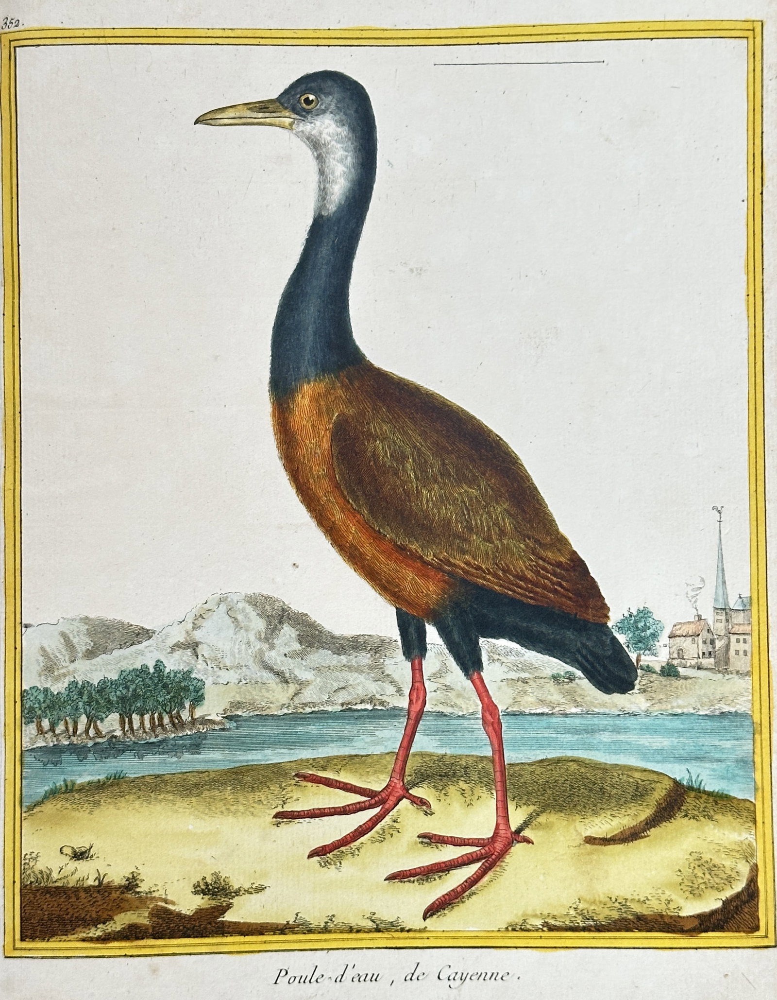 François-Nicolas Martinet – Rufous-faced Warbler or Jacana of Cayenne (Poule-d'eau, de Cayenne): This vivid hand-coloured engraving, numbered 352, illustrates the Rufous-faced Warbler or Jacana of Cayenne (Poule-d'eau, de Cayenne), featuring a bird with a dark head, bright yellow eye, and contras