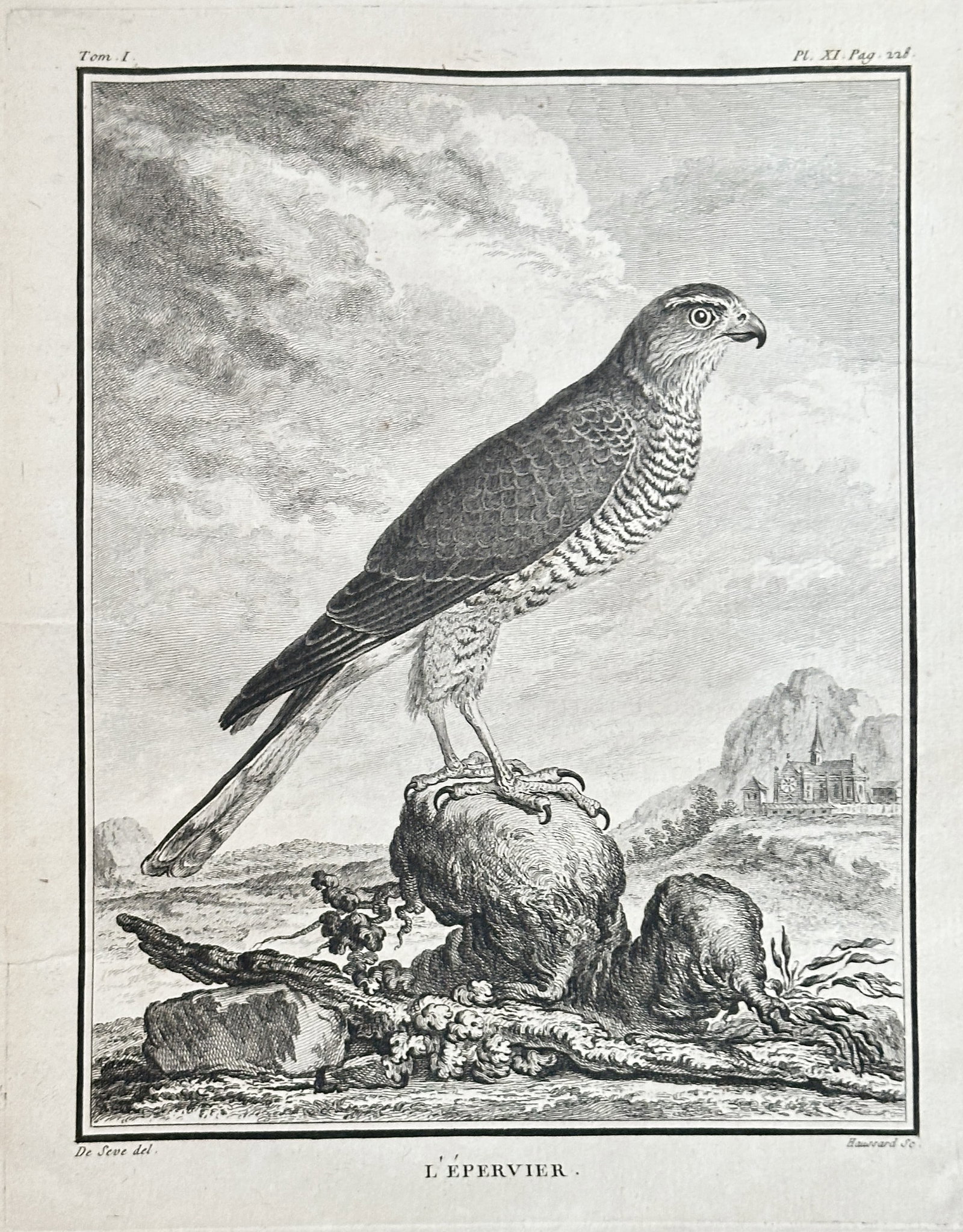 Georges-Louis Leclerc, Comte de Buffon – The Sparrowhawk or Eurasian Sparrowhawk (L'Epervier): This black and white engraving, titled L'Epervier (The Sparrowhawk, or Eurasian Sparrowhawk, Accipiter nisus), depicts the raptor perched aggressively on a mossy rock outcrop, with prey (possibly a ro