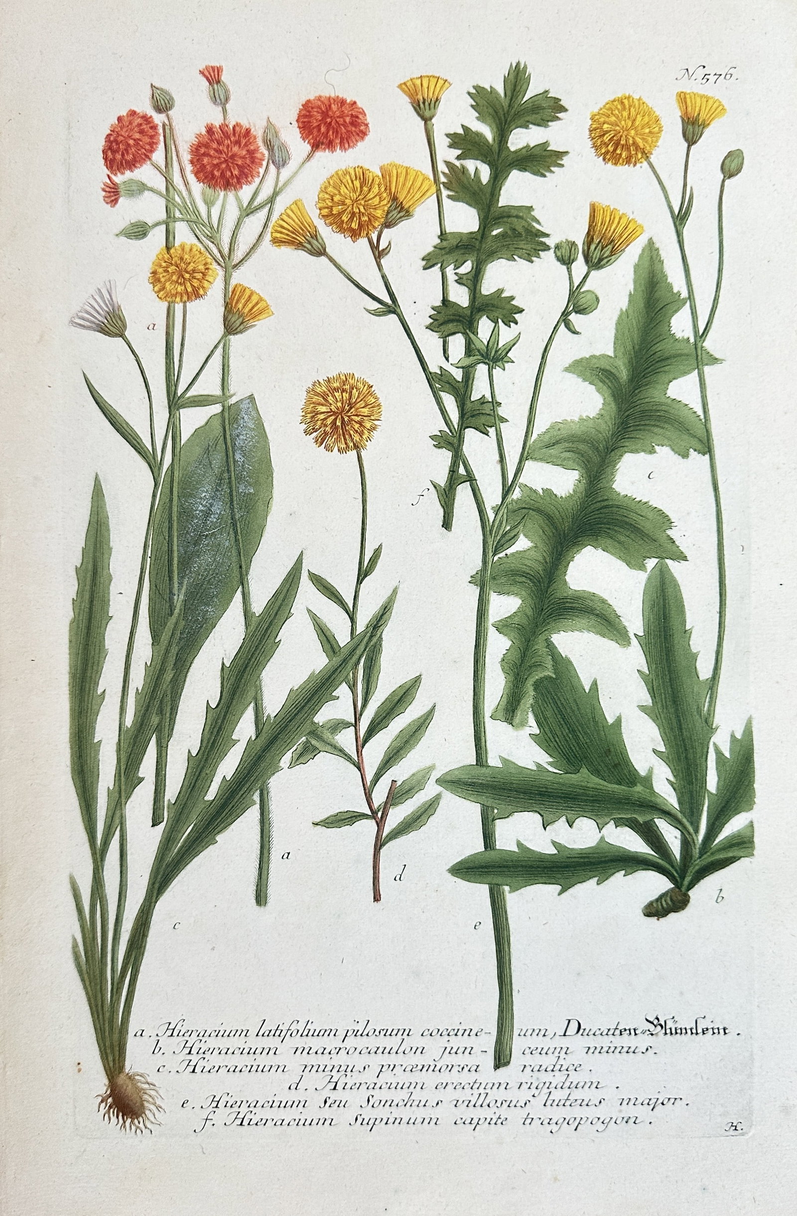 Johann Wilhelm Weinmann – Compilation of Hawkweed Species (Hieracium) – Hand-coloured Engraving: This hand-coloured engraving, Plate 776 from the vast botanical work Phytanthoza Iconographia, depicts multiple distinct species of Hawkweed (Hieracium) from the daisy family. The print details severa