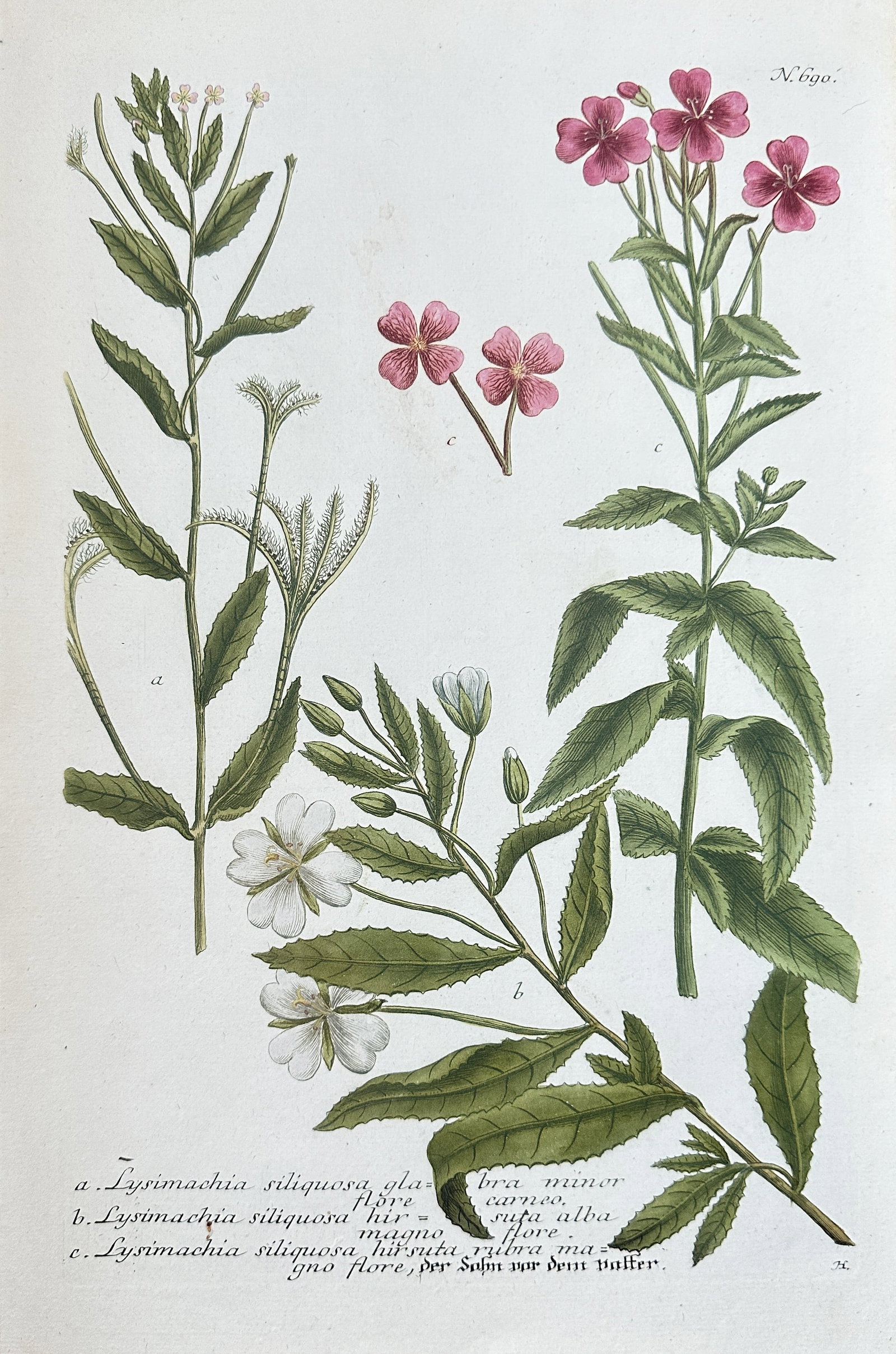 Johann Wilhelm Weinmann – Compilation of Loosestrife Species (Lysimachia) – Hand-coloured: This hand-coloured engraving, Plate 610 from the seminal botanical work Phytanthoza Iconographia, illustrates multiple species and varieties of Loosestrife (Lysimachia). The plate showcases three dist
