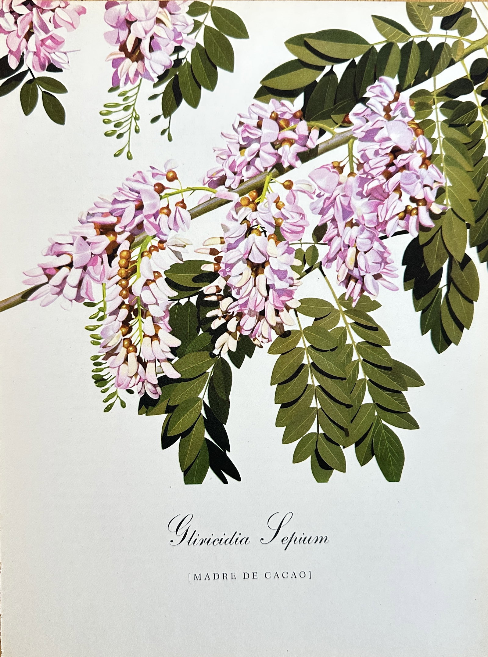Bernard and Harriet Pertchik,after – Gliricidia Sepium (Madre de Cacao) –Offset print: This vivid color print is a botanical illustration of the Gliricidia Sepium, commonly known as the Madre de Cacao or Nicaraguan Cacao-shade. The illustration details a branch of the tropical tree, pro