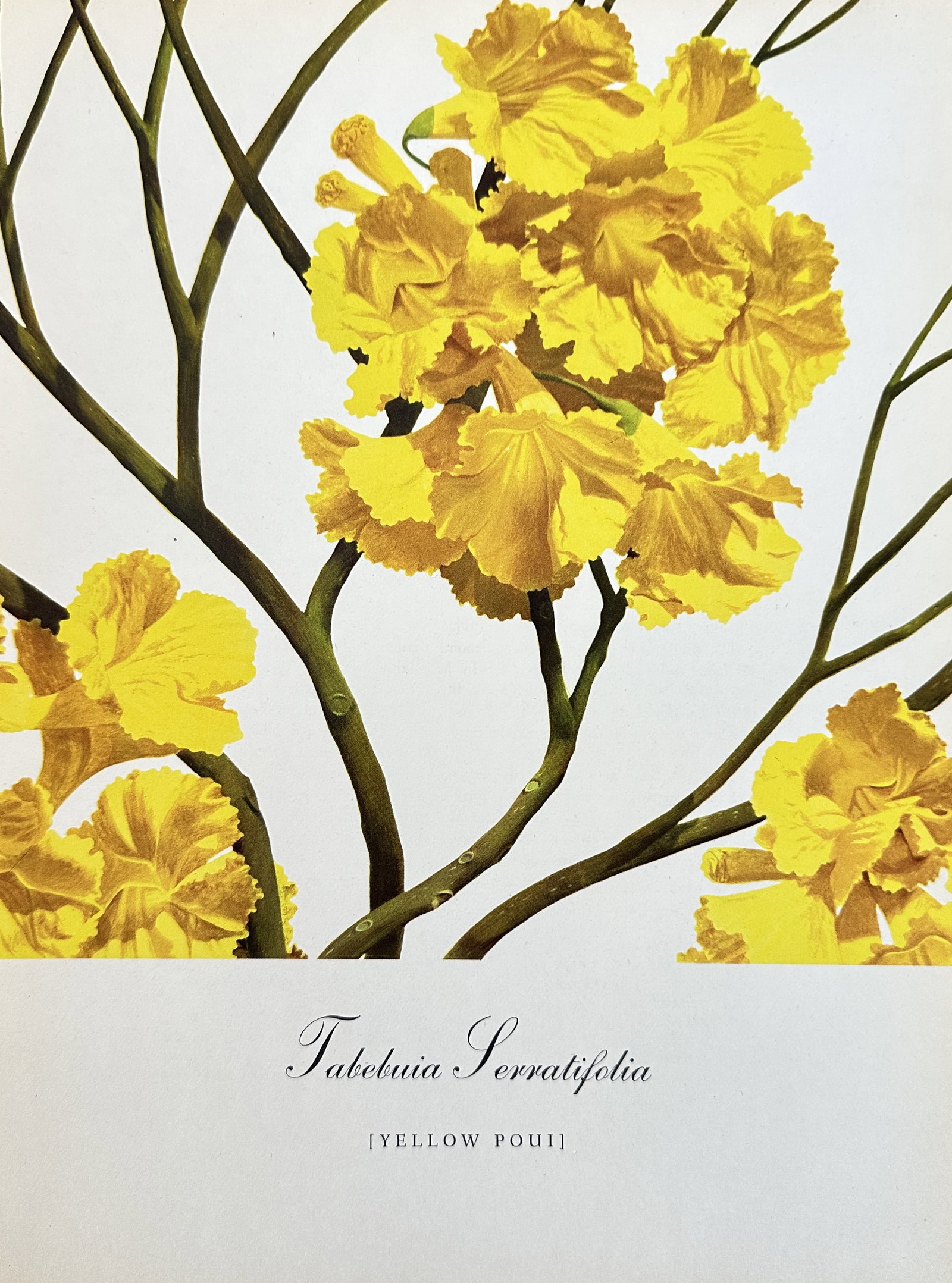 Bernard and Harriet Pertchik, after – Tabebuia Serratifolia (Yellow Poui) – Offset print: This stunning color offset print is a botanical illustration of the Tabebuia Serratifolia, commonly known as Yellow Poui or Yellow Trumpet Tree. The print features clusters of dense, brilliantly yello
