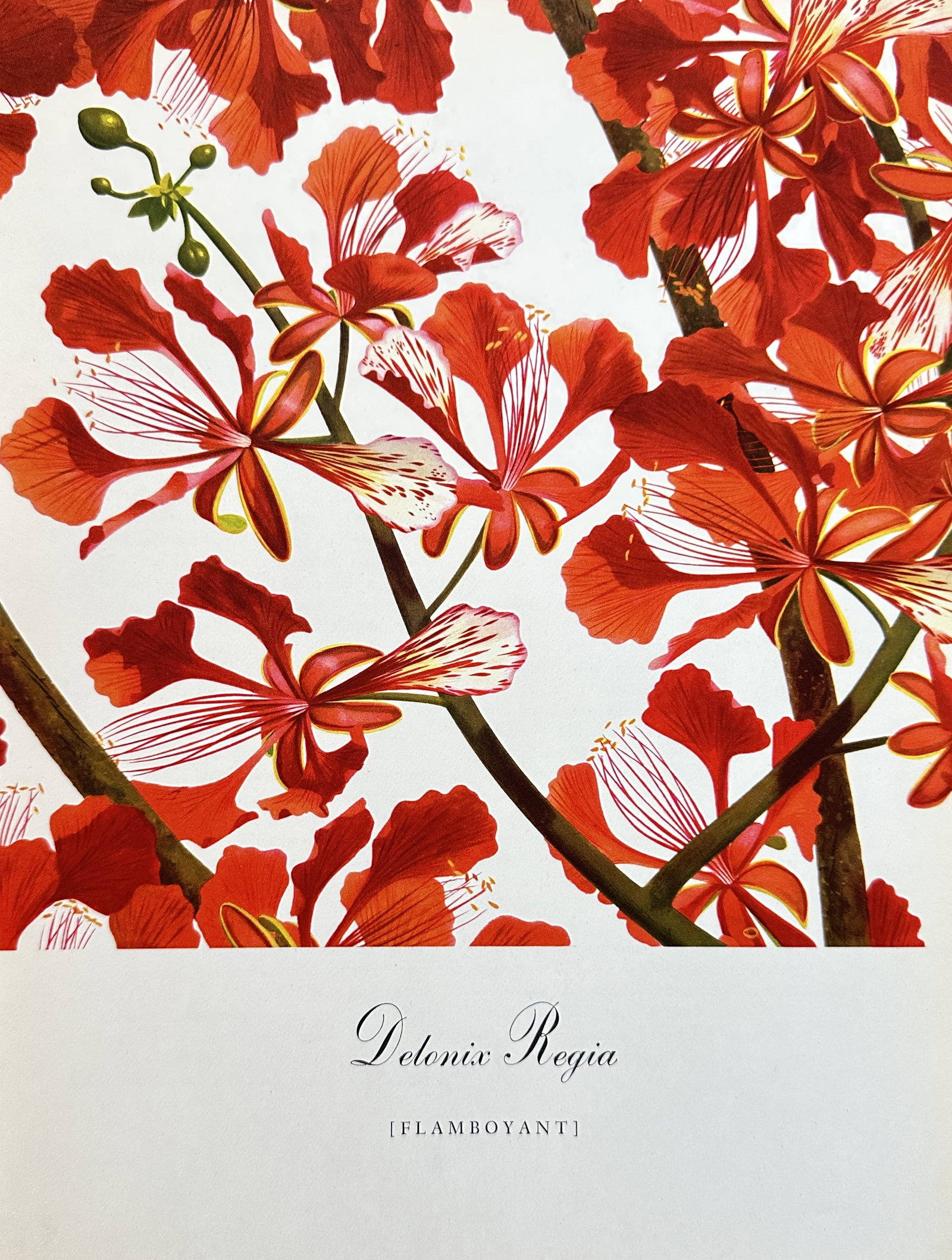 Bernard and Harriet Pertchik, after – Delonix Regia (Flamboyant) – Offset print (20th Century): This striking color offset print is a botanical illustration of the Delonix Regia, commonly known as the Flamboyant or Royal Poinciana tree. The print focuses on the spectacular, dense clusters of bri