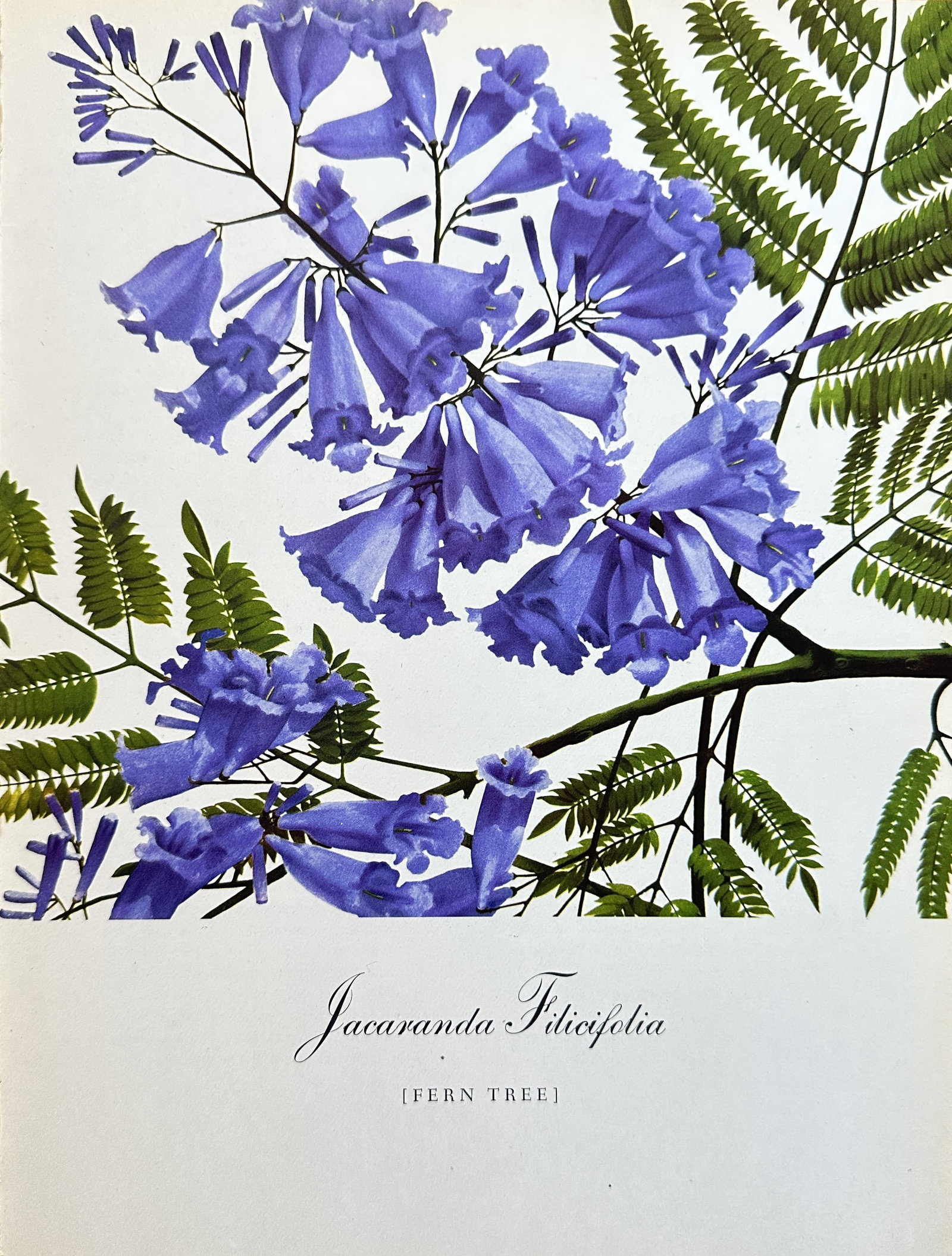 Bernard and Harriet Pertchik, after – Jacaranda Filicifolia (Fern Tree) – Offset print (20th: This striking color offset print is a botanical illustration of the Jacaranda Filicifolia, commonly known as the Fern Tree. The print features clusters of vibrant blue-purple, trumpet-shaped flowers a