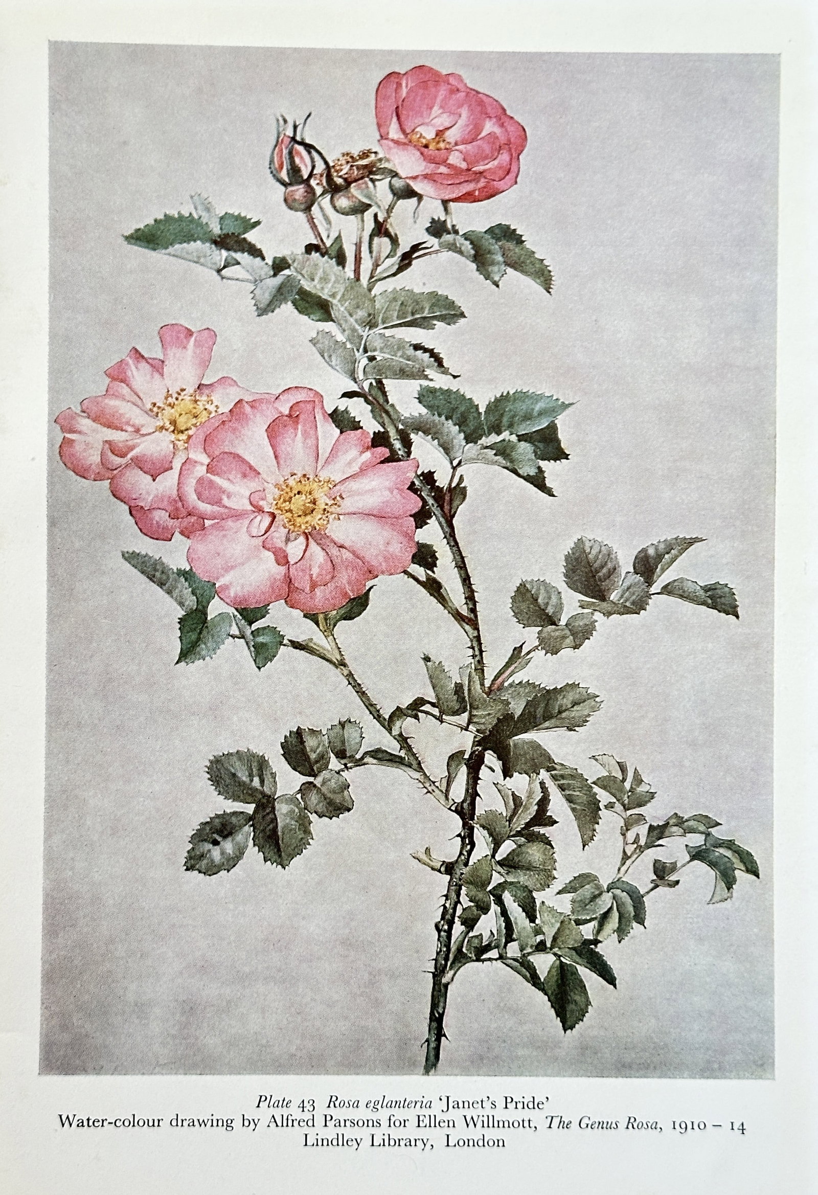 Alfred Parsons, after – Rosa Eglanteria 'Janet's Pride' – Offset print (20th Century): This beautiful color offset print illustrates the rose species Rosa Eglanteria 'Janet's Pride'. The print is based on a watercolor drawing created for Ellen Willmott's monumental botanical folio, The 