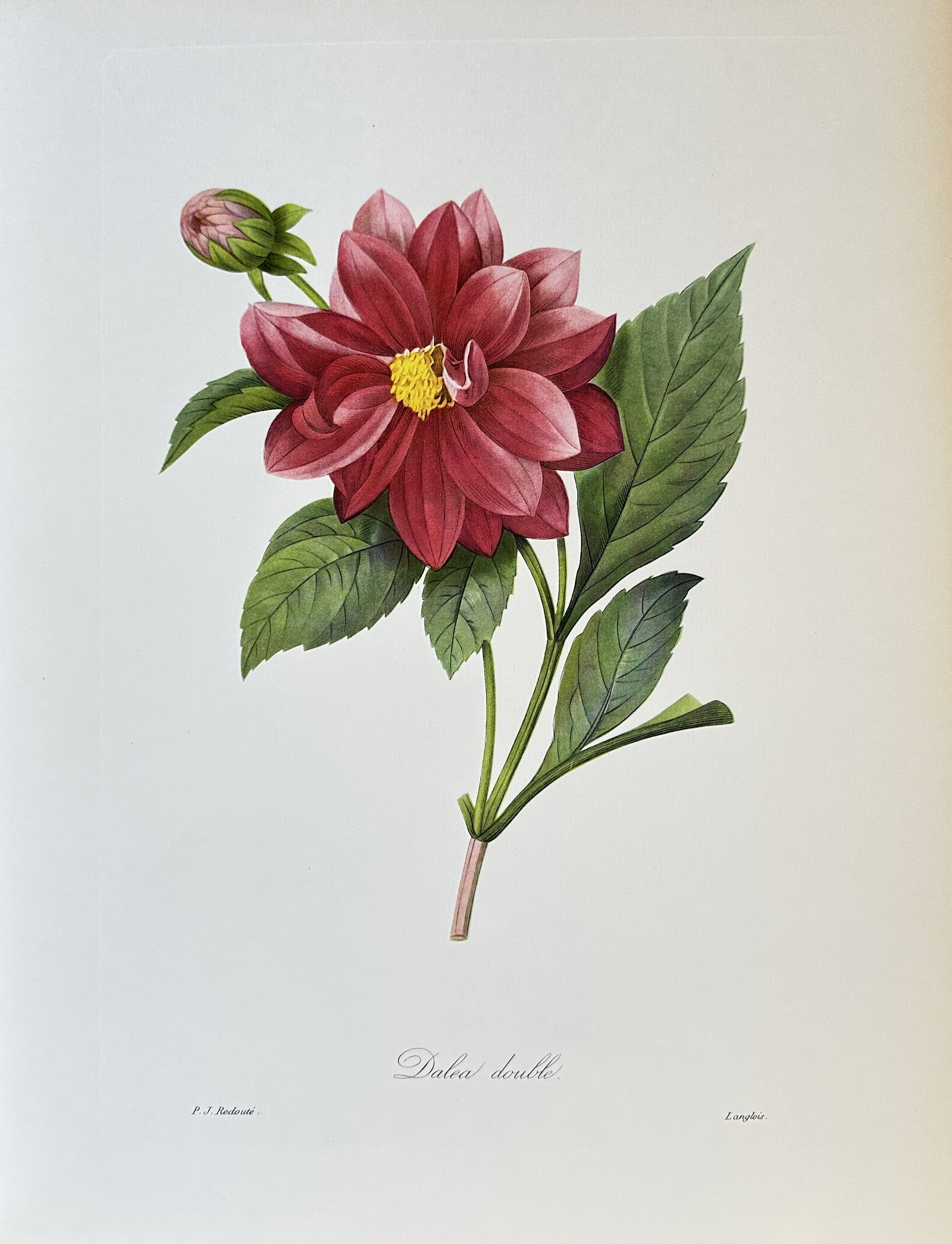 Pierre-Joseph Redouté, after – Double Dahlia (Dahlia double) – Offset print (20th Century): This exquisite color offset print illustrates a double-flowered Dahlia, a plant native to Mexico and Central America. The study depicts a large, vibrant crimson flower with a yellow center, set on its