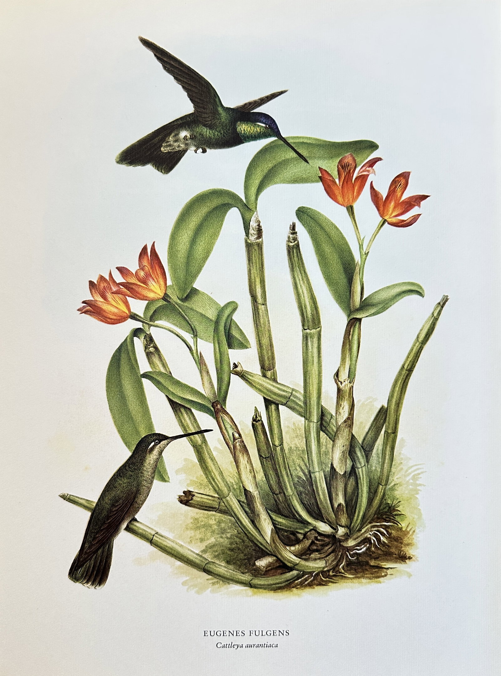 Rafael Montes de Oca, after – Eugenis Fulgens with Cattleya Aurantiaca – Offset print (20th: This vivid color offset print is a detailed natural history illustration featuring two species native to Mexico and Central America. The illustration showcases the compact structure of the Cattleya Au