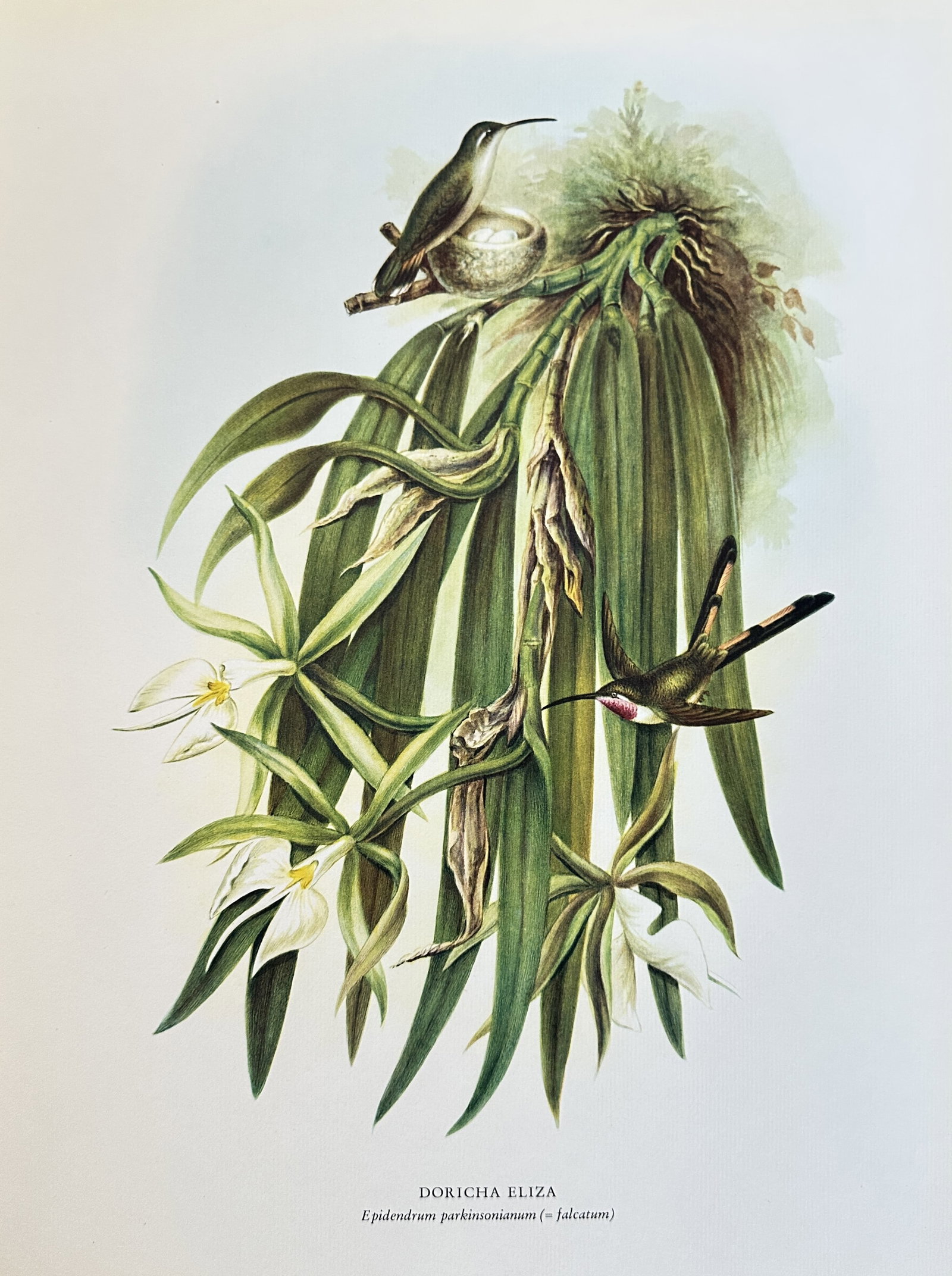 Rafael Montes de Oca, after – Doricha Eliza with Epidendrum Parkinsonianum – Offset print (20th: This vibrant color offset print is a detailed natural history illustration featuring the orchid Epidendrum Parkinsonianum alongside a hummingbird species, Doricha Eliza (possibly a common name for a s