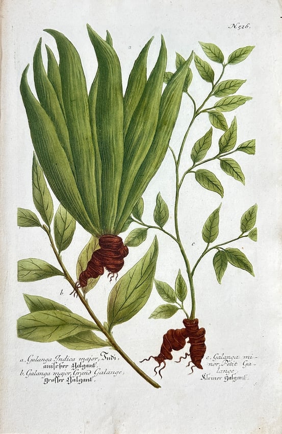 Johann Wilhelm Weinmann – Galangal (Greater and Lesser) – Hand-Colored Engraving: A fine botanical illustration depicting two species of Galangal, a genus of rhizomatous herbs in the ginger family (Zingiberaceae). The main image shows the Greater Galangal (Galanga Indica major or A