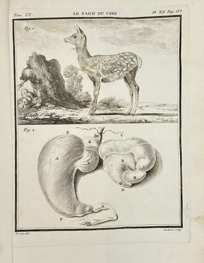 Georges Louis de Buffon – Le Faon du Cerf (Fawn of the Deer) – Engraving (1 of 3)