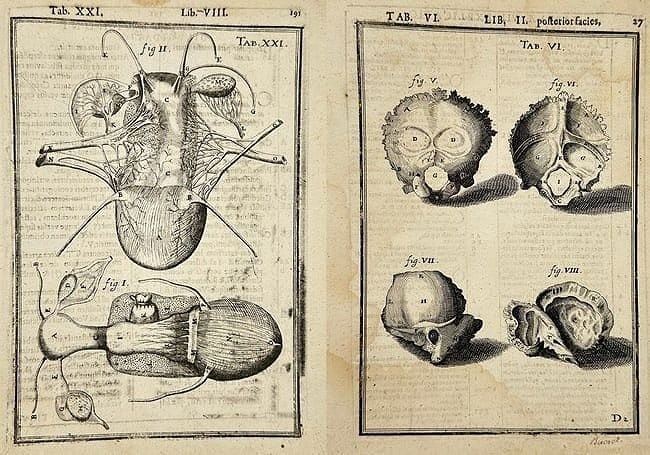 Johann Joachim Becher – Set of 2 Hand-Coloured Zoological Engravings (1 of 3)