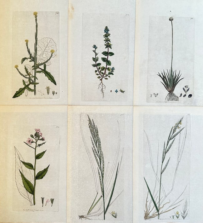 James Sowerby (1757-1822) – Set of 6: Botanical Subjects – Engraving (c. 1800) (1 of 2)