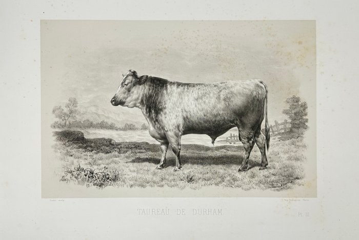 Émile Baudement  Durham Bull (Taureau de Durham) – Heliogravure with Engraving (1 of 3)