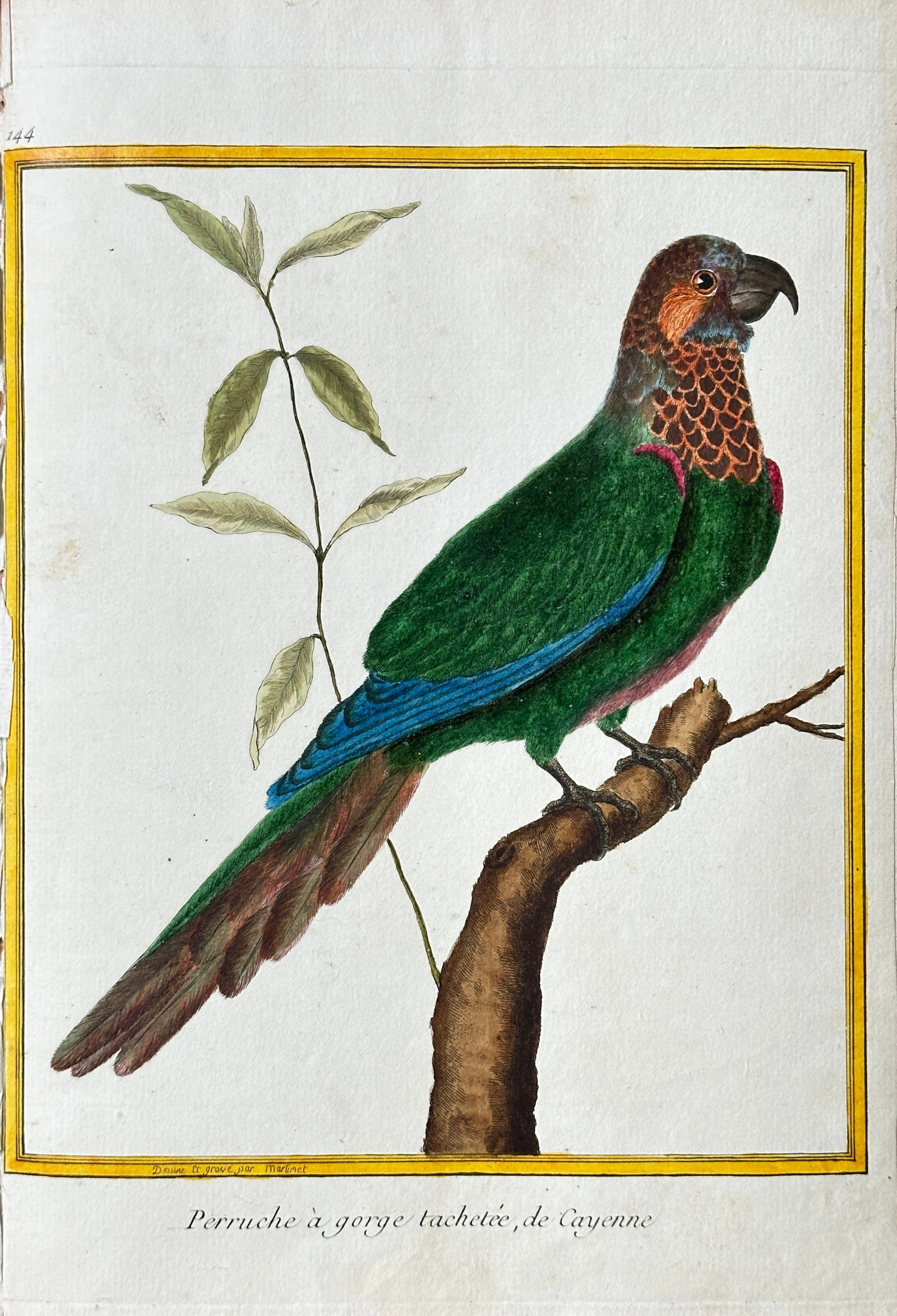 François-Nicolas Martinet – Spotted-throated Parakeet, from Cayenne – Hand-coloured Engraving: A vivid, hand-coloured copper plate engraving of a Spotted-throated Parakeet perched on a thick, jagged tree branch. The parrot is depicted in profile, showcasing its rich emerald green plumage, brigh