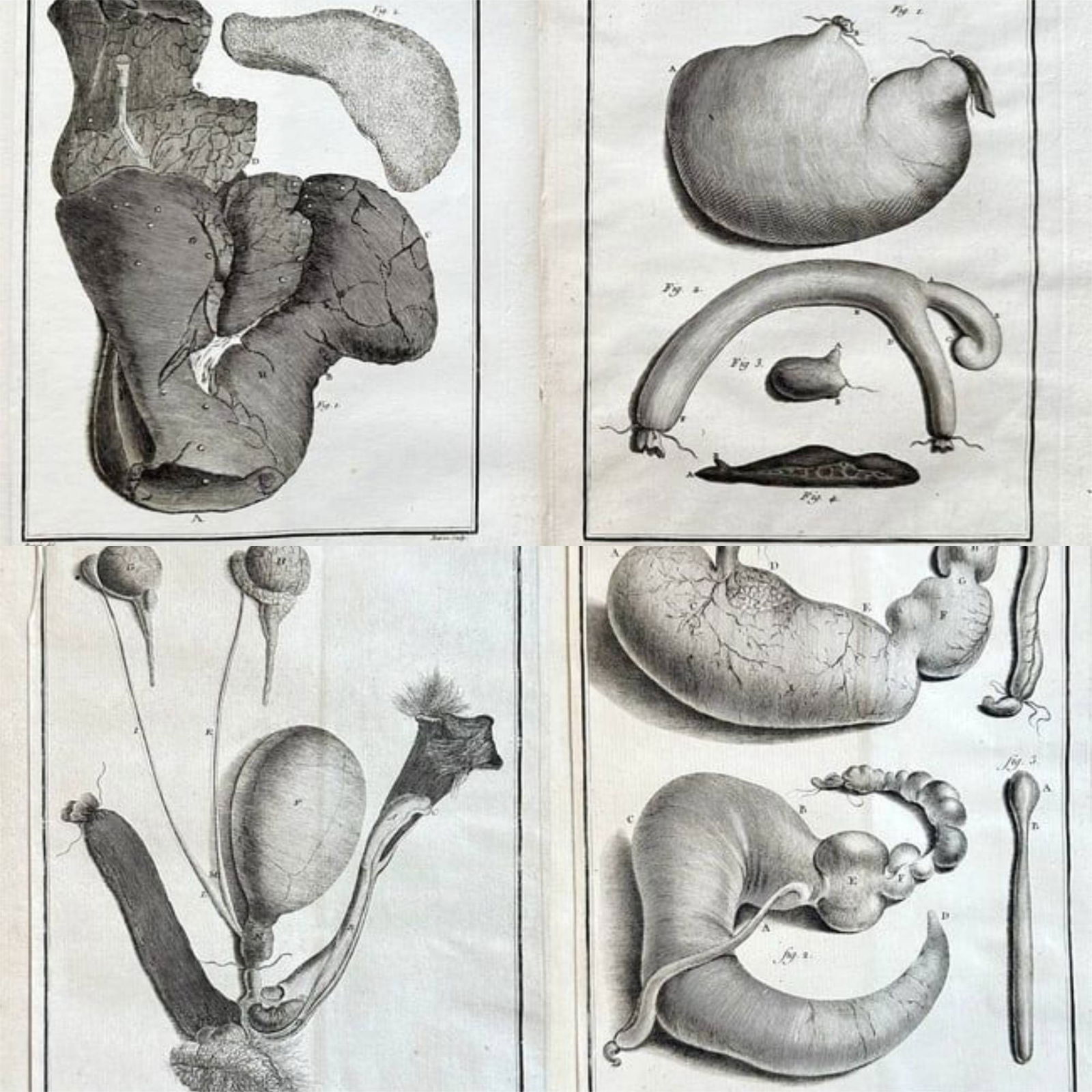Georges-Louis Leclerc, Comte de Buffon – Set of Four: Zoological and Anatomical Studies (1 of 3)