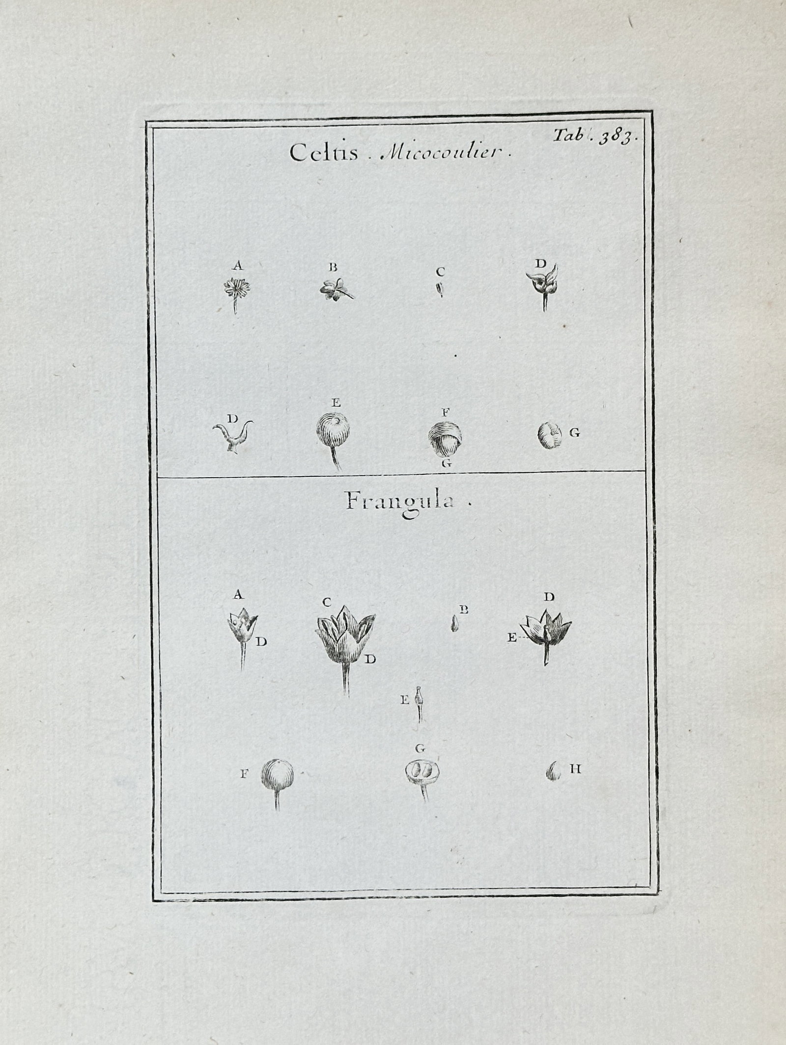 Joseph Pitton de Tournefort (1656–1708) – Hackberry and Alder Buckthorn – Engraving (Circa: This detailed black and white engraving, Plate 383 from the significant botanical work Institutiones rei herbariae, illustrates the anatomical structures of two distinct plant genera: Hackberry (Celti