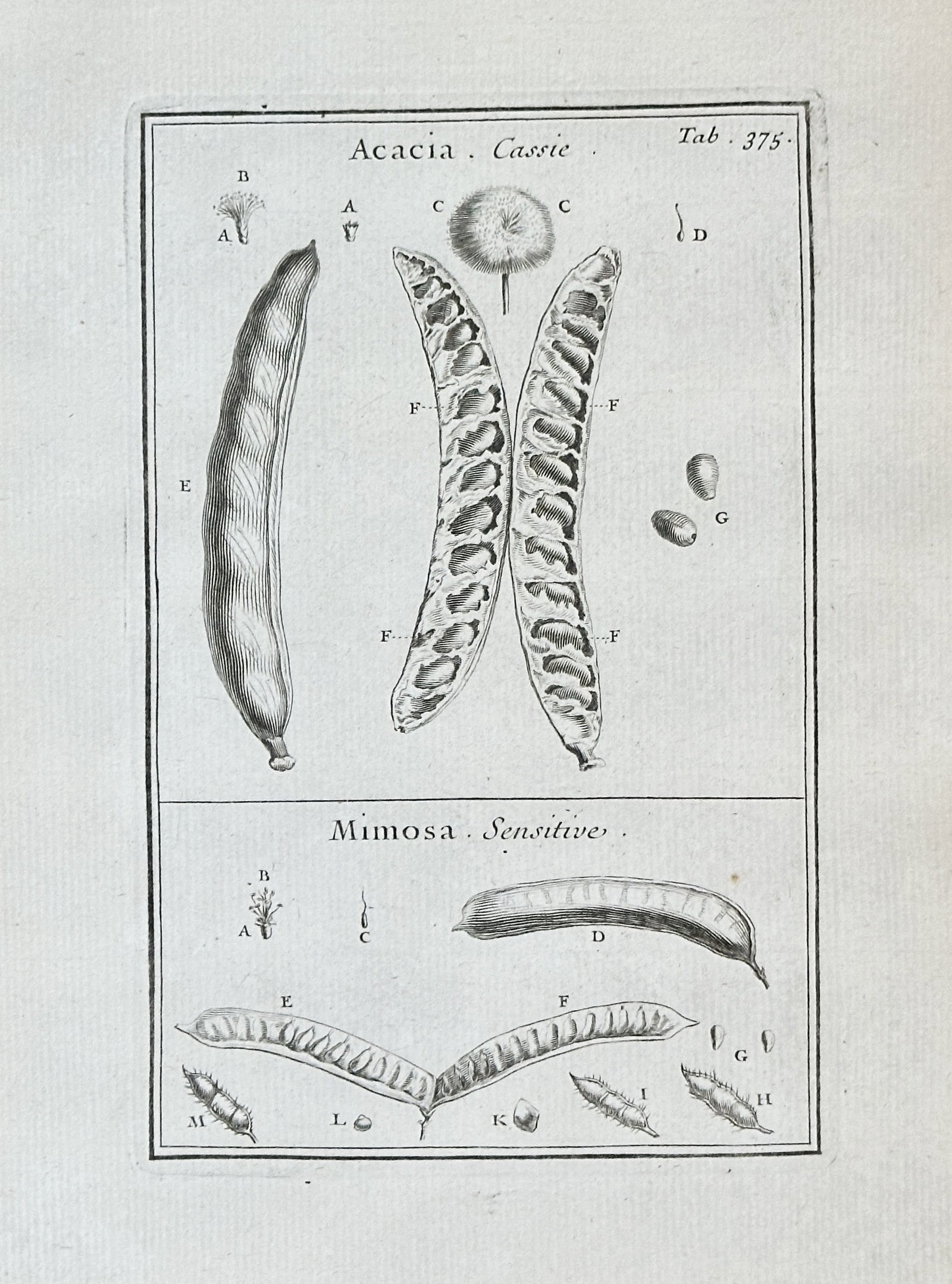 Joseph Pitton de Tournefort (1656–1708) – Studies of Acacia and Mimosa Seedpods (1 of 2)