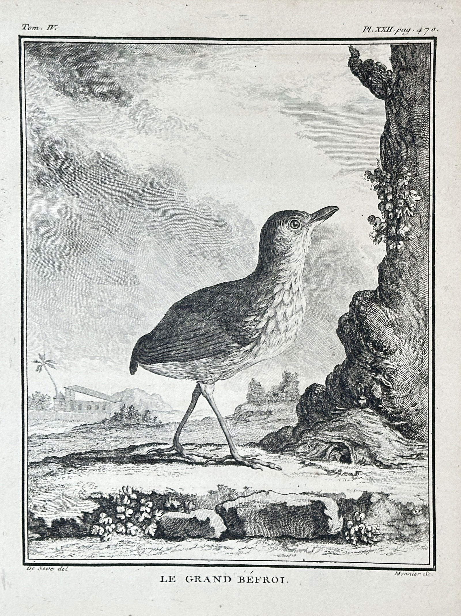 Georges-Louis Leclerc, Comte de Buffon – The Great Béerol or Whimbrel – Engraving (1 of 2)