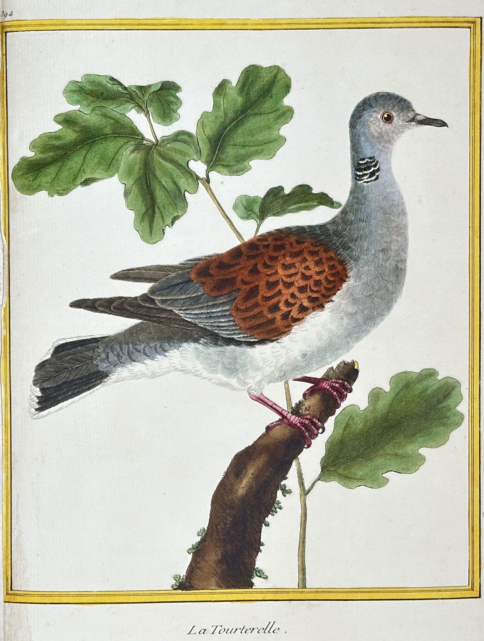 François-Nicolas Martinet – The European Turtle Dove (La Tourterelle) – Hand-coloured Engraving (1 of 2)