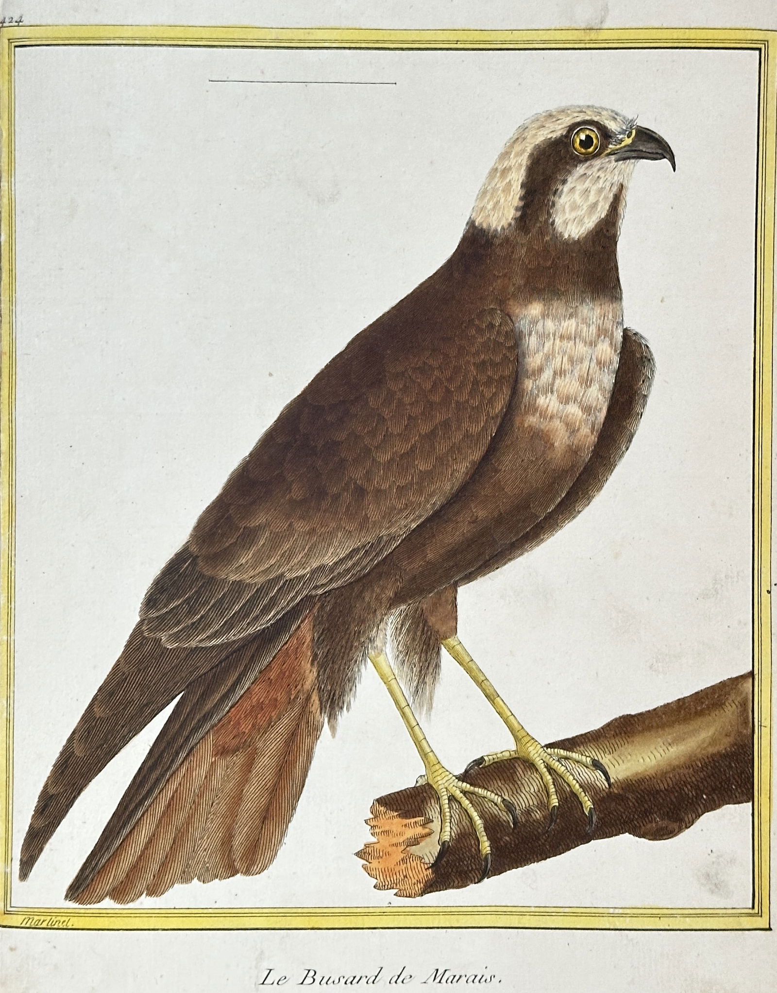François-Nicolas Martinet – Marsh Harrier (Le Busard de Marais) – Hand-coloured Engraving (1 of 2)