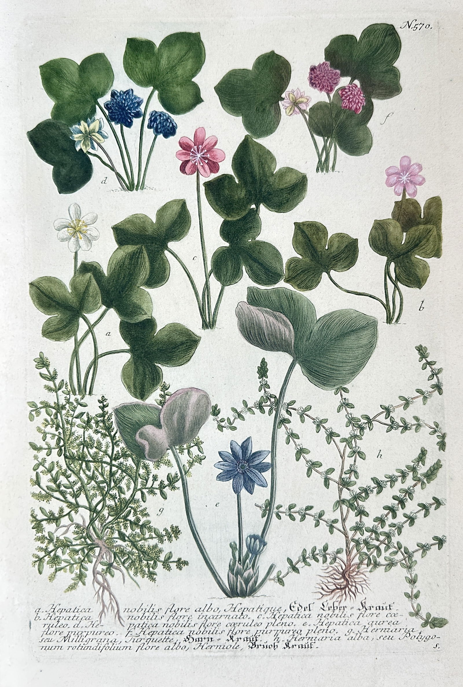 Johann Wilhelm Weinmann – Liverleaf and Varieties (Hepatica Nobilis) – Hand-coloured Engraving (1 of 2)