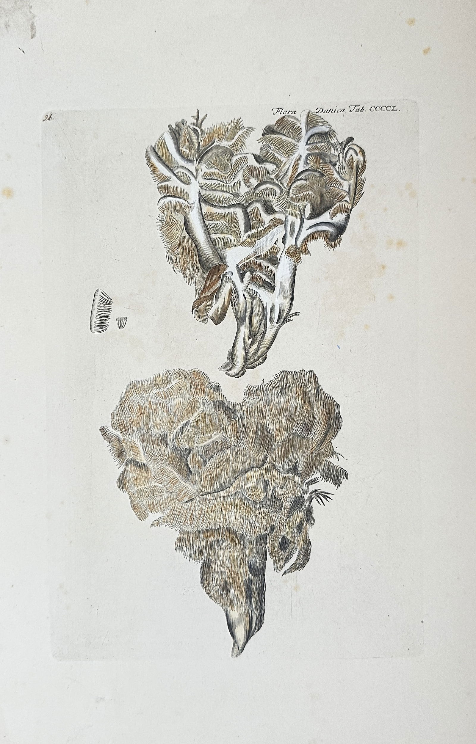 Unknown Artist – Coral Fungus (Flora Danica Plate 440) – Hand-coloured Copperplate Engraving (1 of 2)