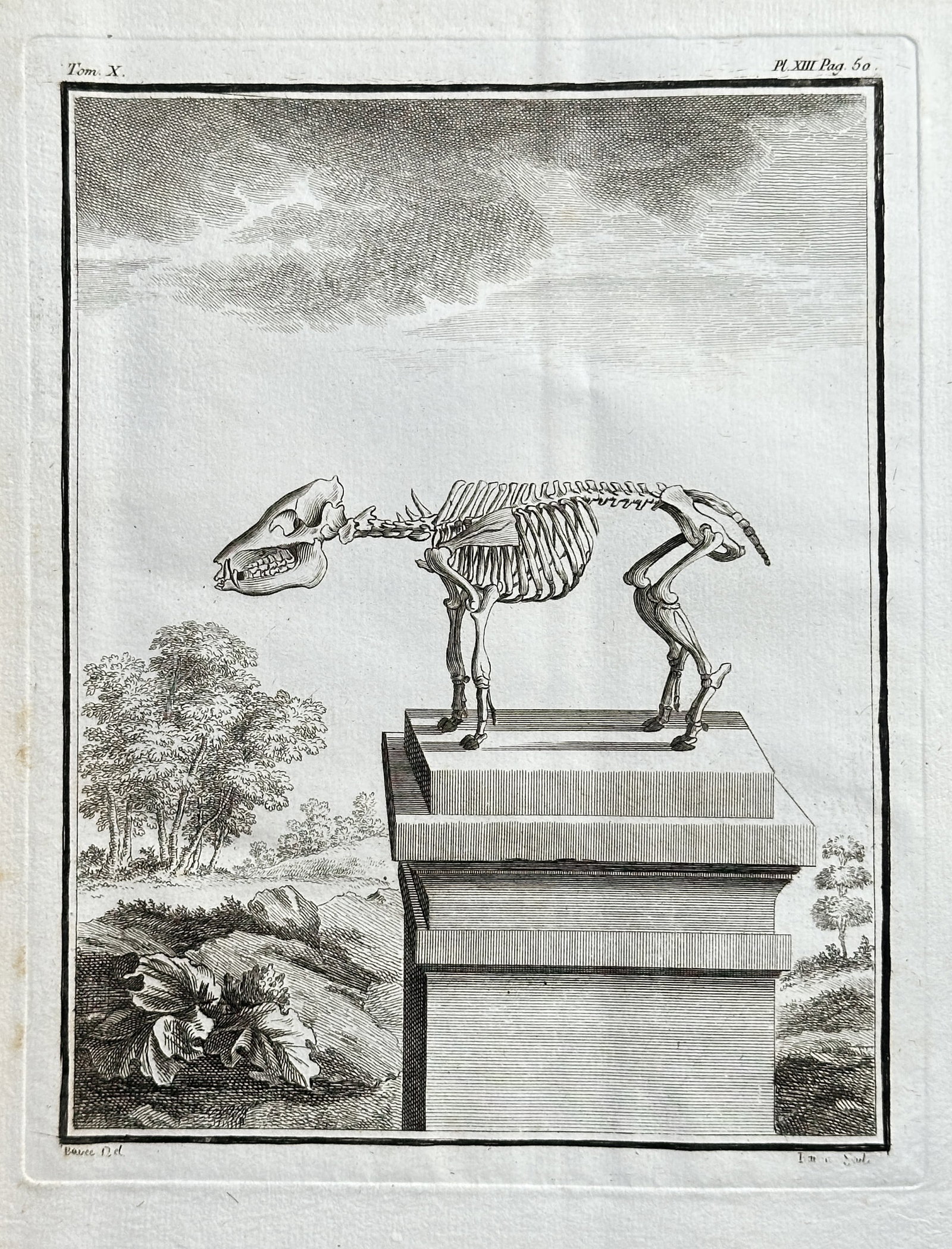 Georges-Louis Leclerc, Comte de Buffon – Skeleton of a Canine (Anatomical Study) – Engraving: This detailed engraving, an anatomical study of a mammal's skeleton, depicts the complete bone structure, likely of a dog or similar canine, mounted upright on a classical pedestal set in a landscape.