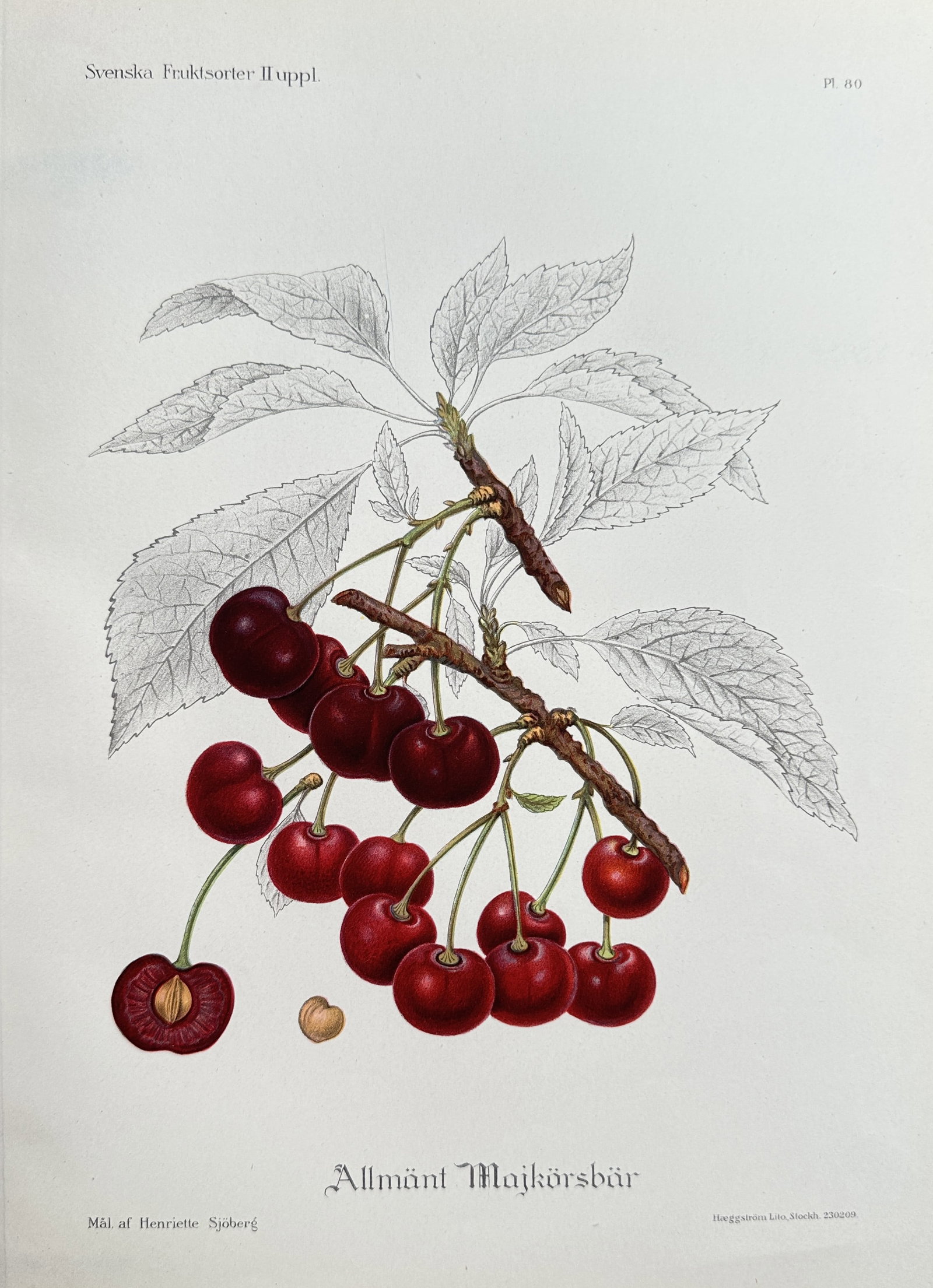 Henriette Sjoberg – Common May Cherry – Chromolithograph (Early 20th Century): This richly colored chromolithograph depicts a cluster of Common May Cherries (Allmänt Majkörsbär), showing the fruit on the branch, a cross-section, and a pit, all against a background of delicate