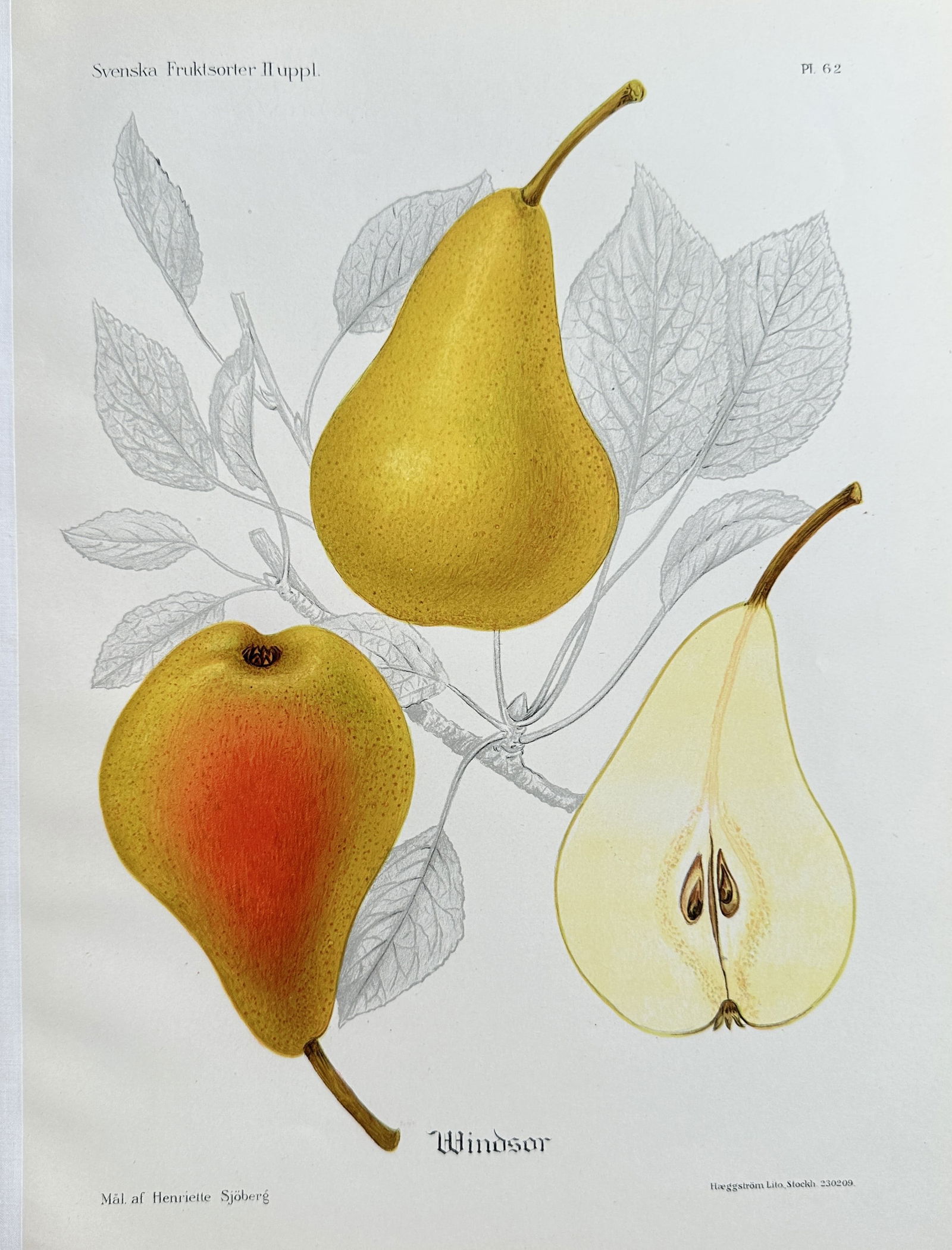 Henriette Sjoberg – Windsor Pear – Chromolithograph (Early 20th Century) (1 of 2)