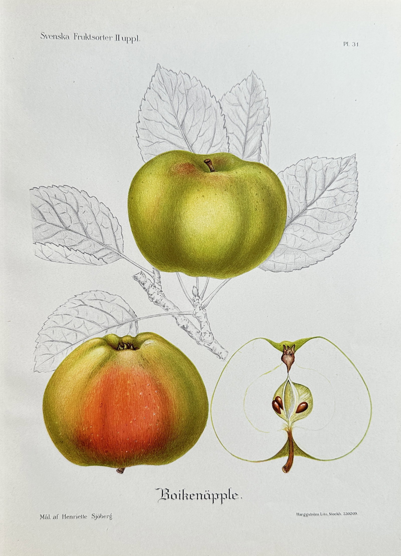 Henriette Sjoberg – Boiken Apple – Chromolithograph (Early 20th Century) (1 of 2)