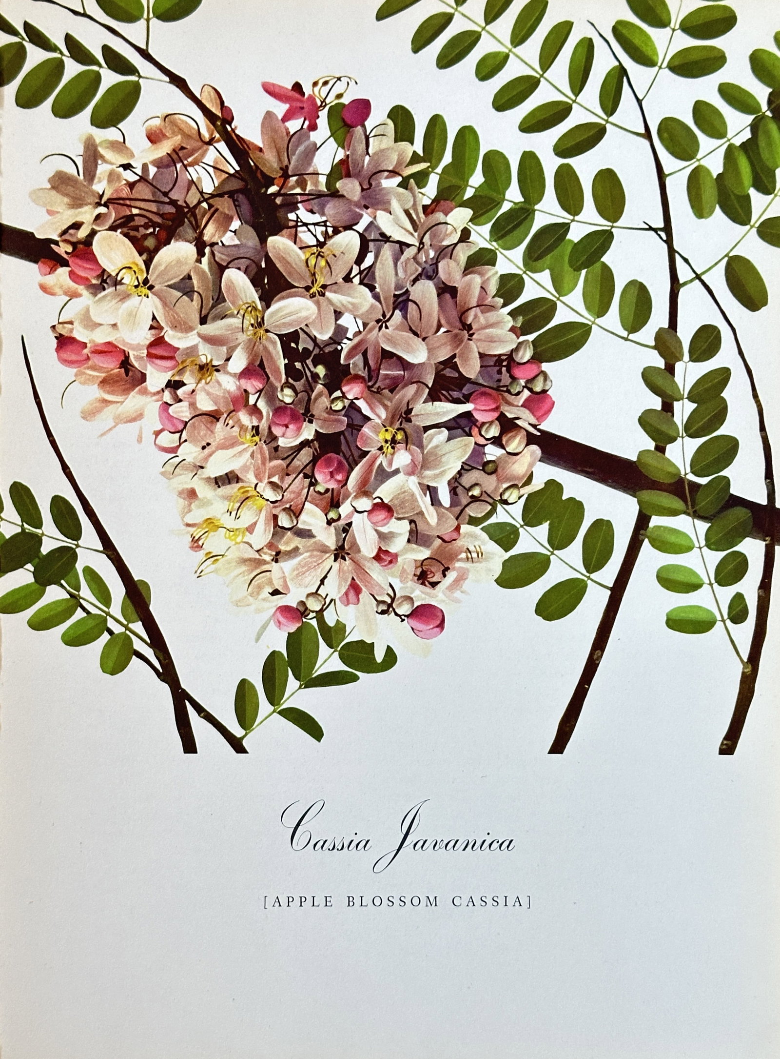 Bernard and Harriet Pertchik, after – Cassia Javanica (Apple Blossom Cassia) – Offset print (1 of 2)