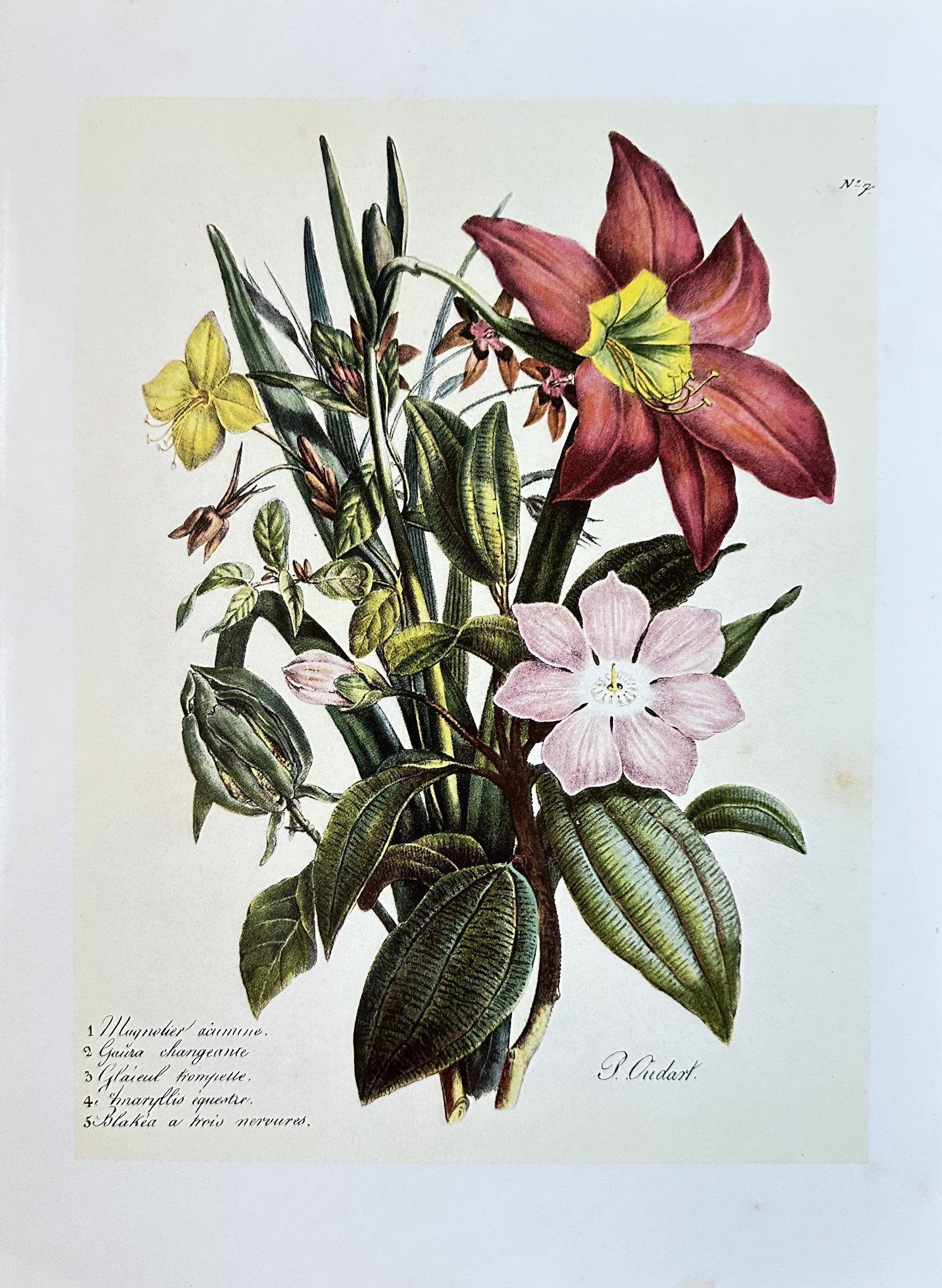 Paul Louis Oudart (1796–1850), after – Floral Study with Hippeastrum and Tropical Foliage (1 of 2)