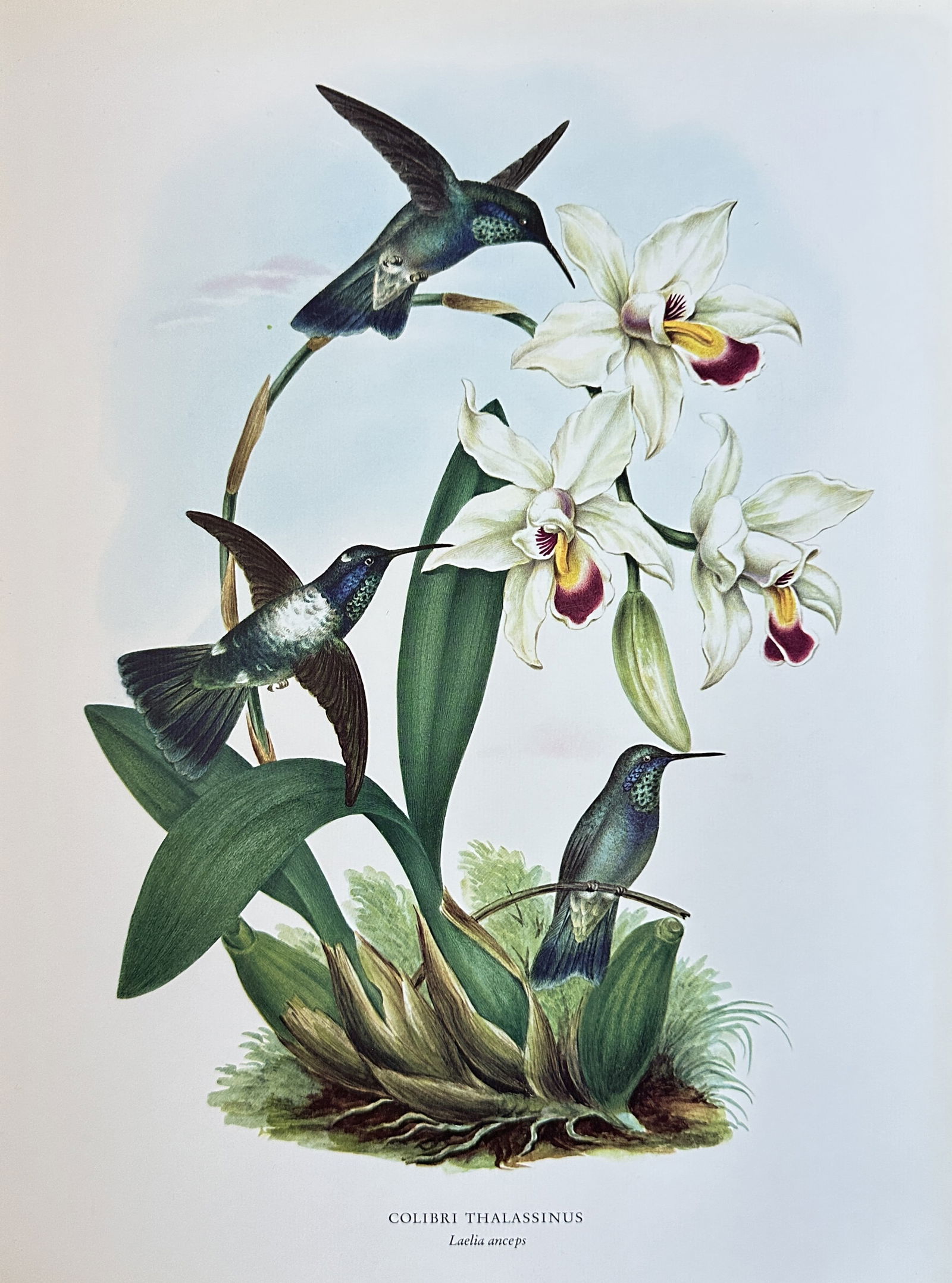 Rafael Montes de Oca (1830–1885), after – Green Violet-ear Hummingbirds and Laelia Orchid (1 of 2)