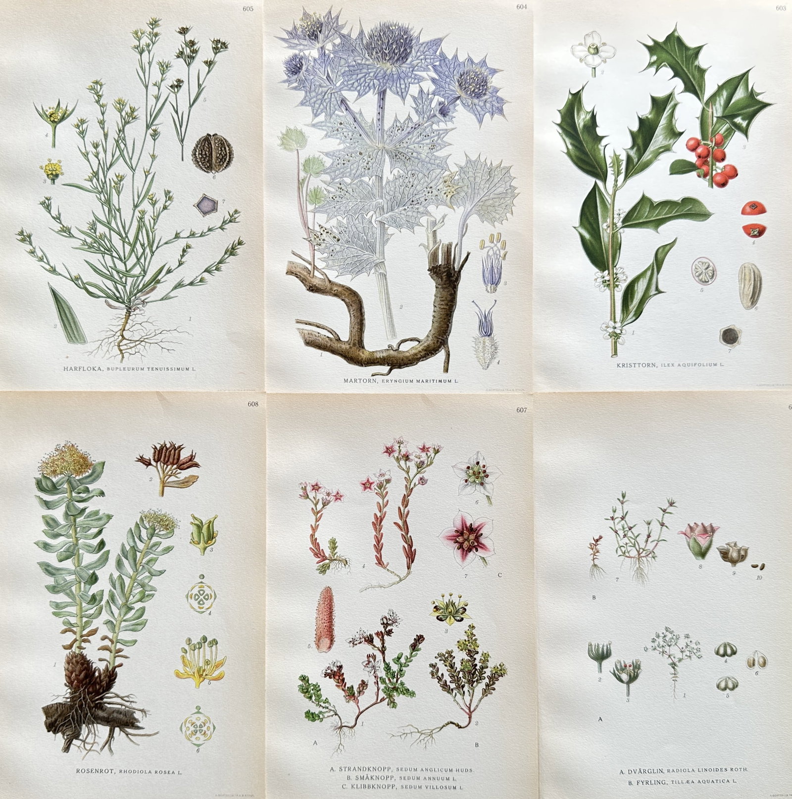 Carl Axel Magnus Lindman (1856–1928) – Set of 6: Botanical Studies of Northern European Flora: This set of six chromolithographic plates provides highly detailed, scientifically accurate illustrations of various Northern European flora, likely including species such as Matricaria perforata (Sce
